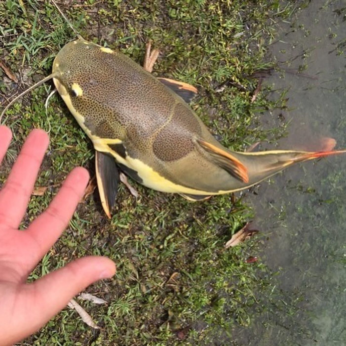 Fish Story with Damian - 2:1:20, 8.22 AM