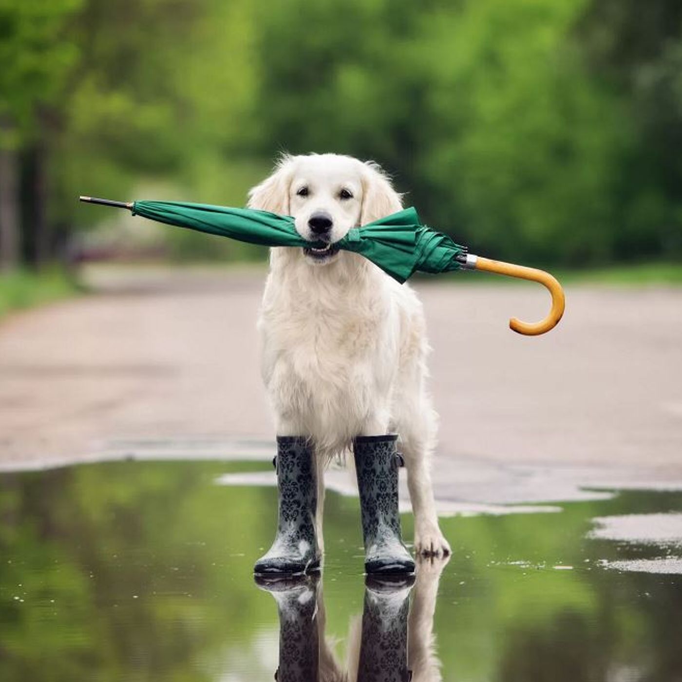 Dogs Love Playing In The Rain