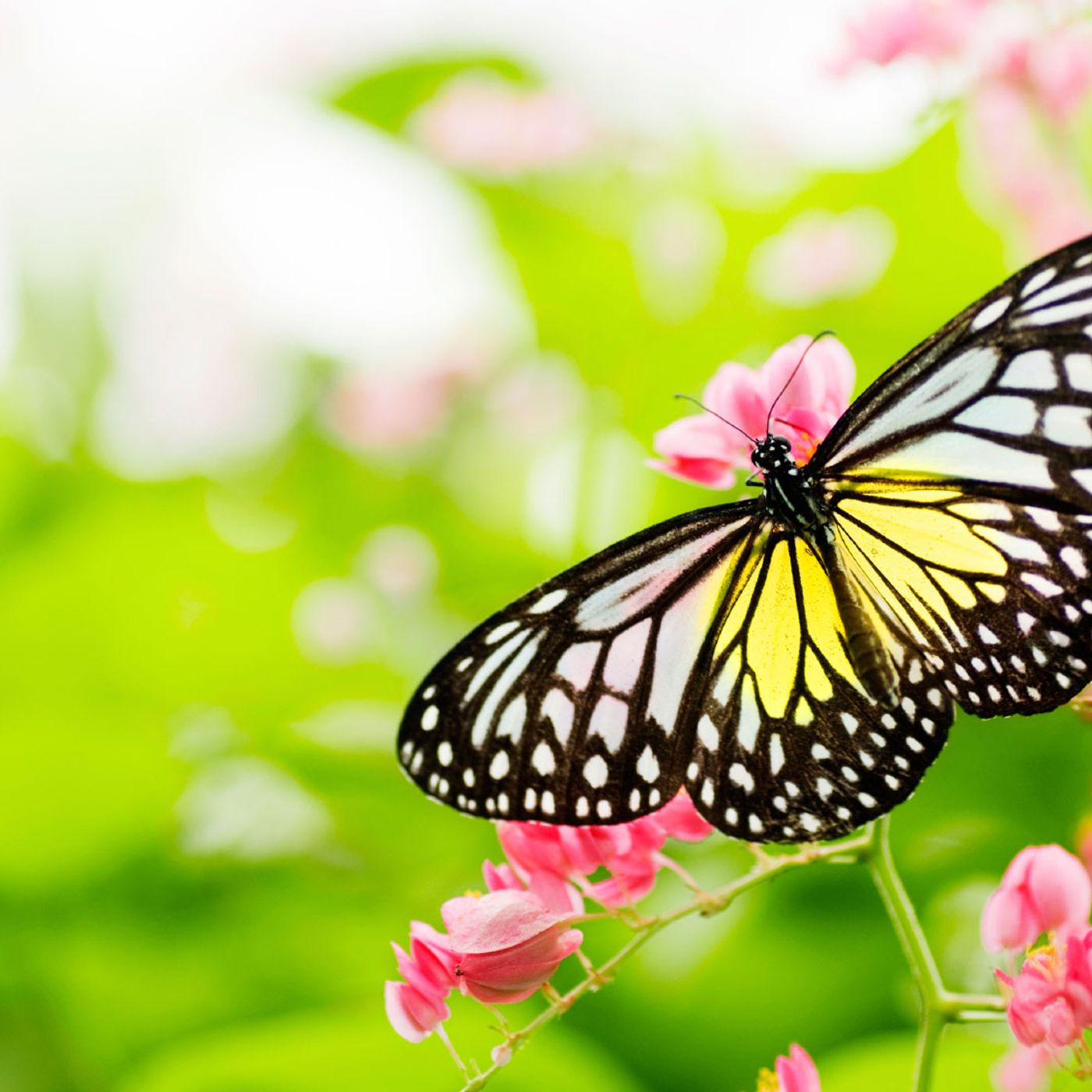 Pollinator Podcast