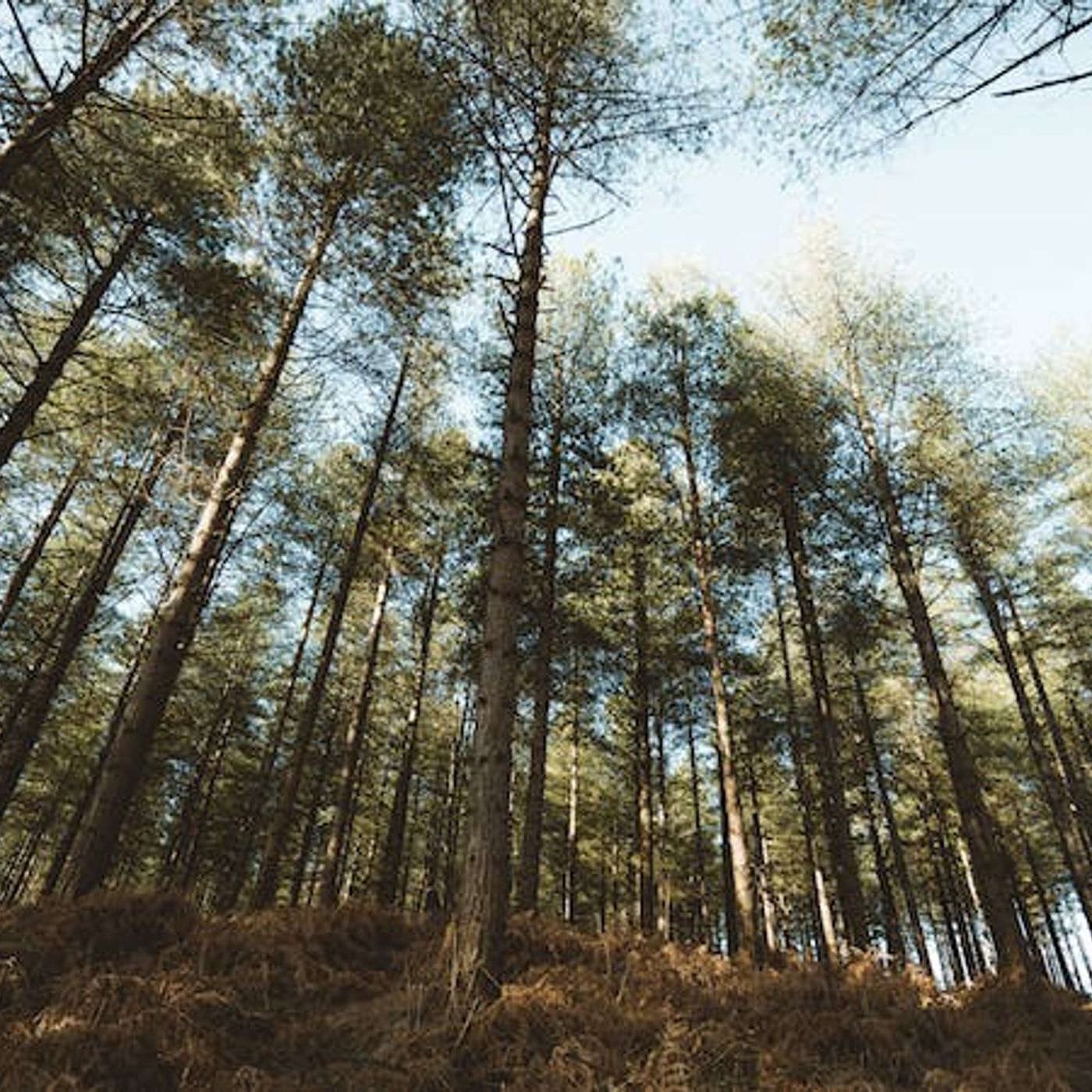 How Do I Grow in Wisdom?