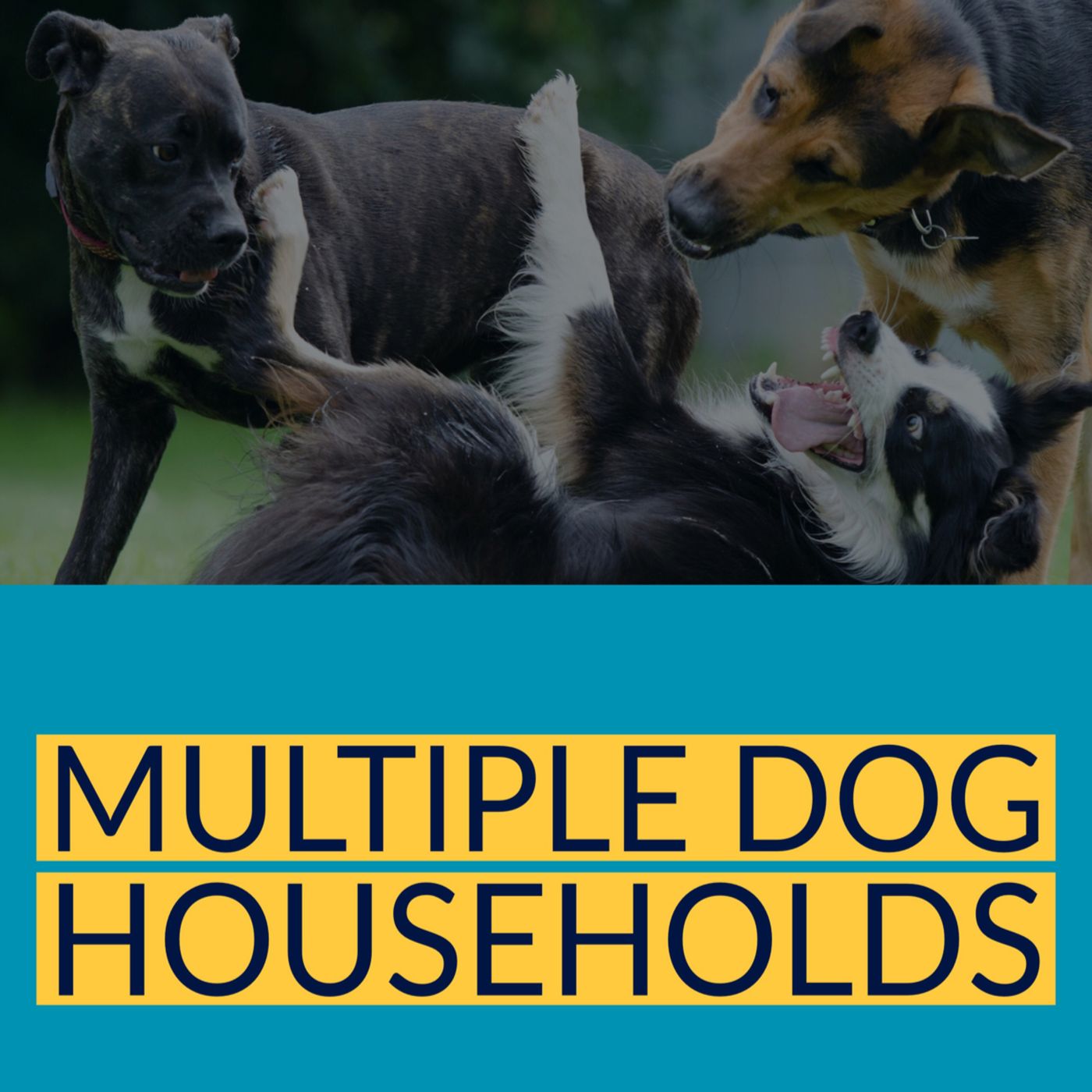 Multiple Dog Households