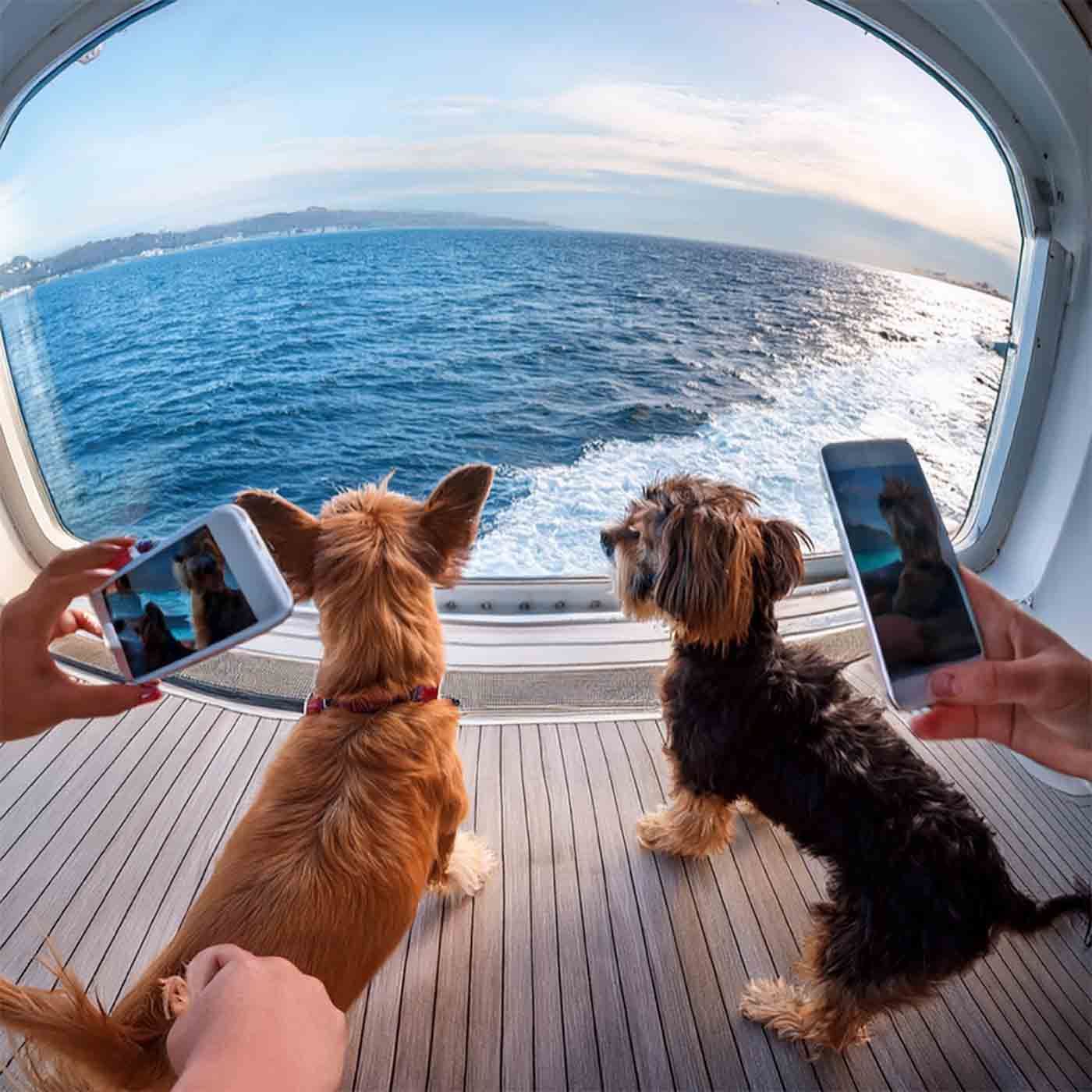 Steve Matzke from Cruise Tails to tell us Margaritaville at Sea 2025 Dog Cruise episode artwork