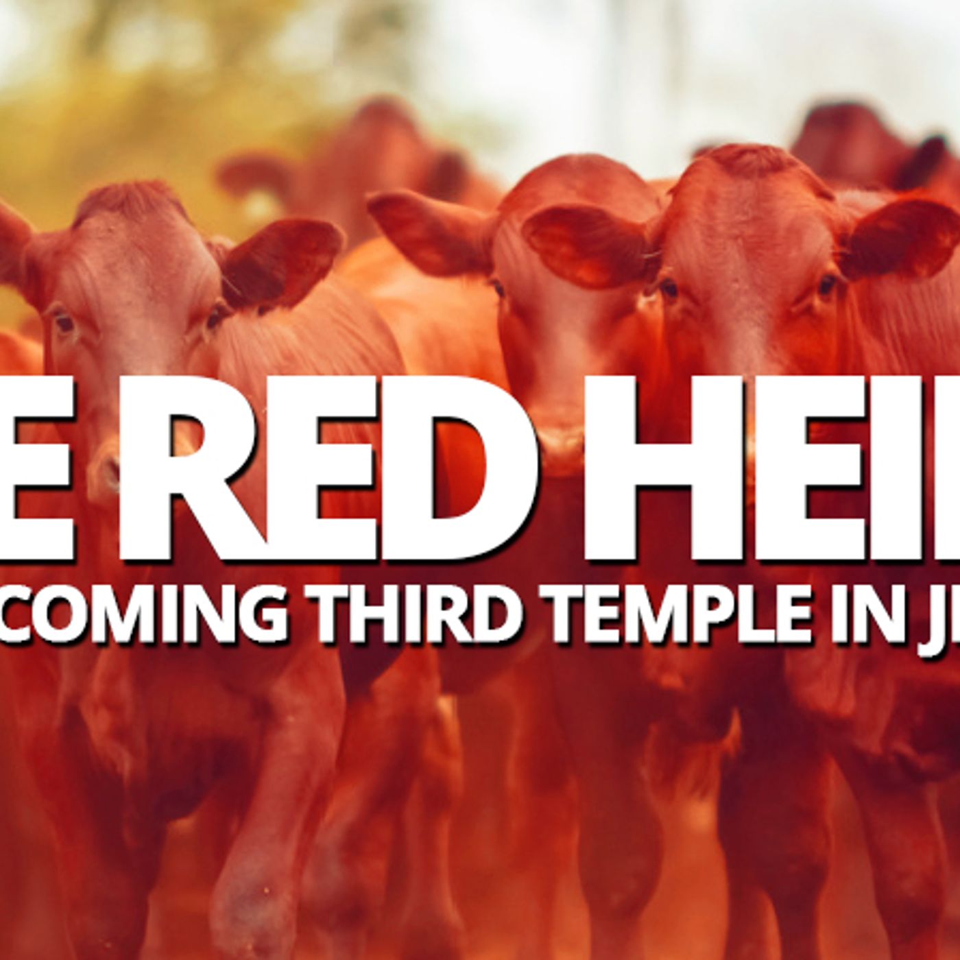 The Red Heifers And The Coming Third Jewish Temple – Nteb Bible Radio 