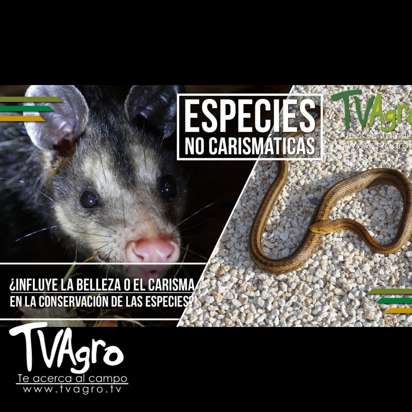 TV AGRO