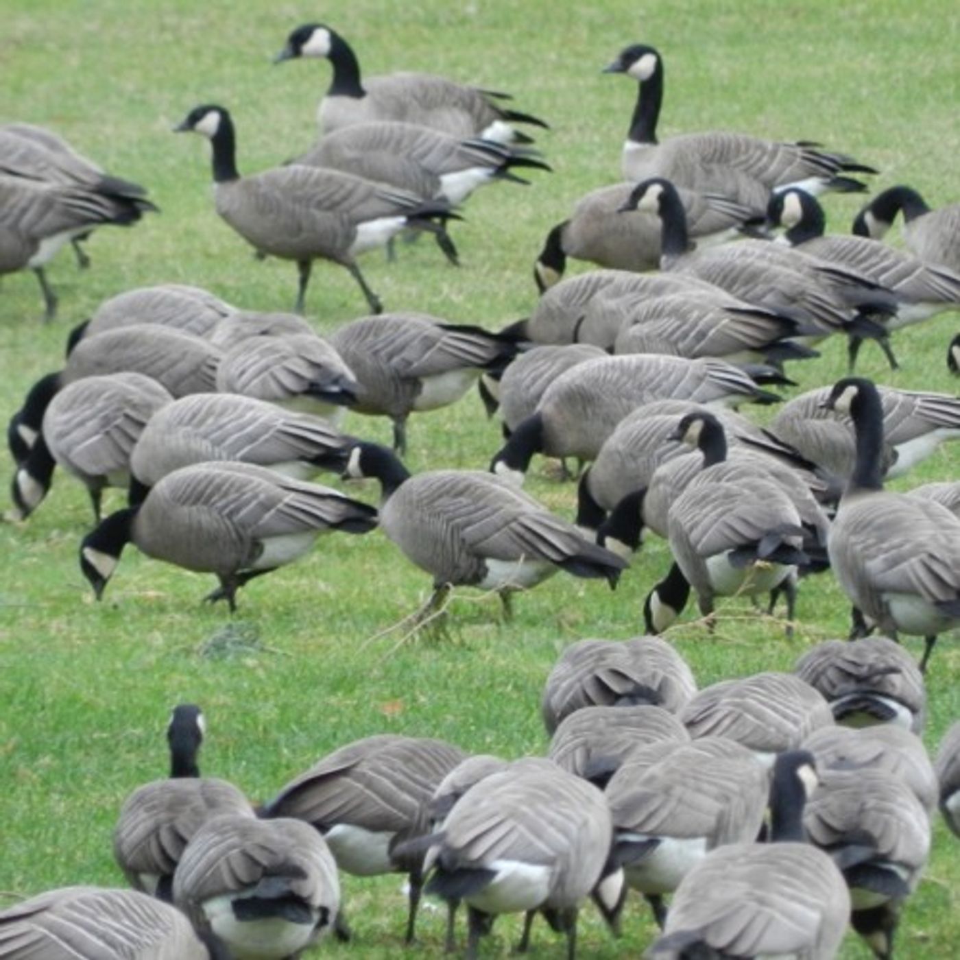 As Canada Goose Populations Recover, Northwest Farmers Pay The Price episode artwork