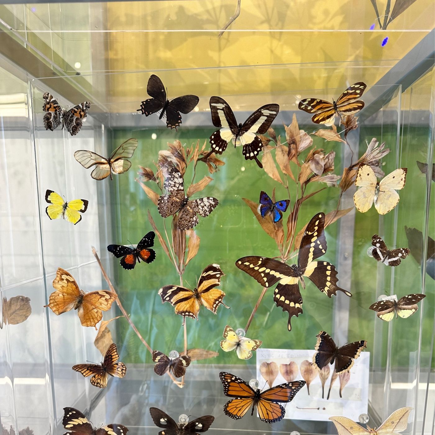 Pabellón de la biodiversidad UNAM