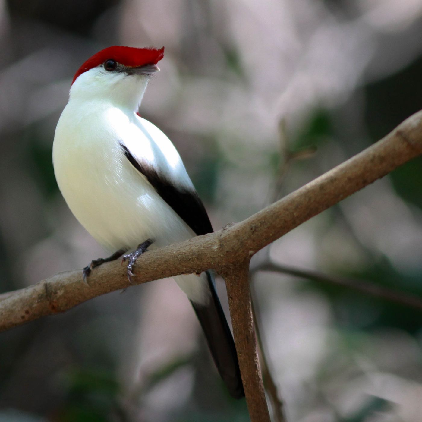 Aves em extinção no Ceará: como impedir o desaparecimento das espécies episode artwork