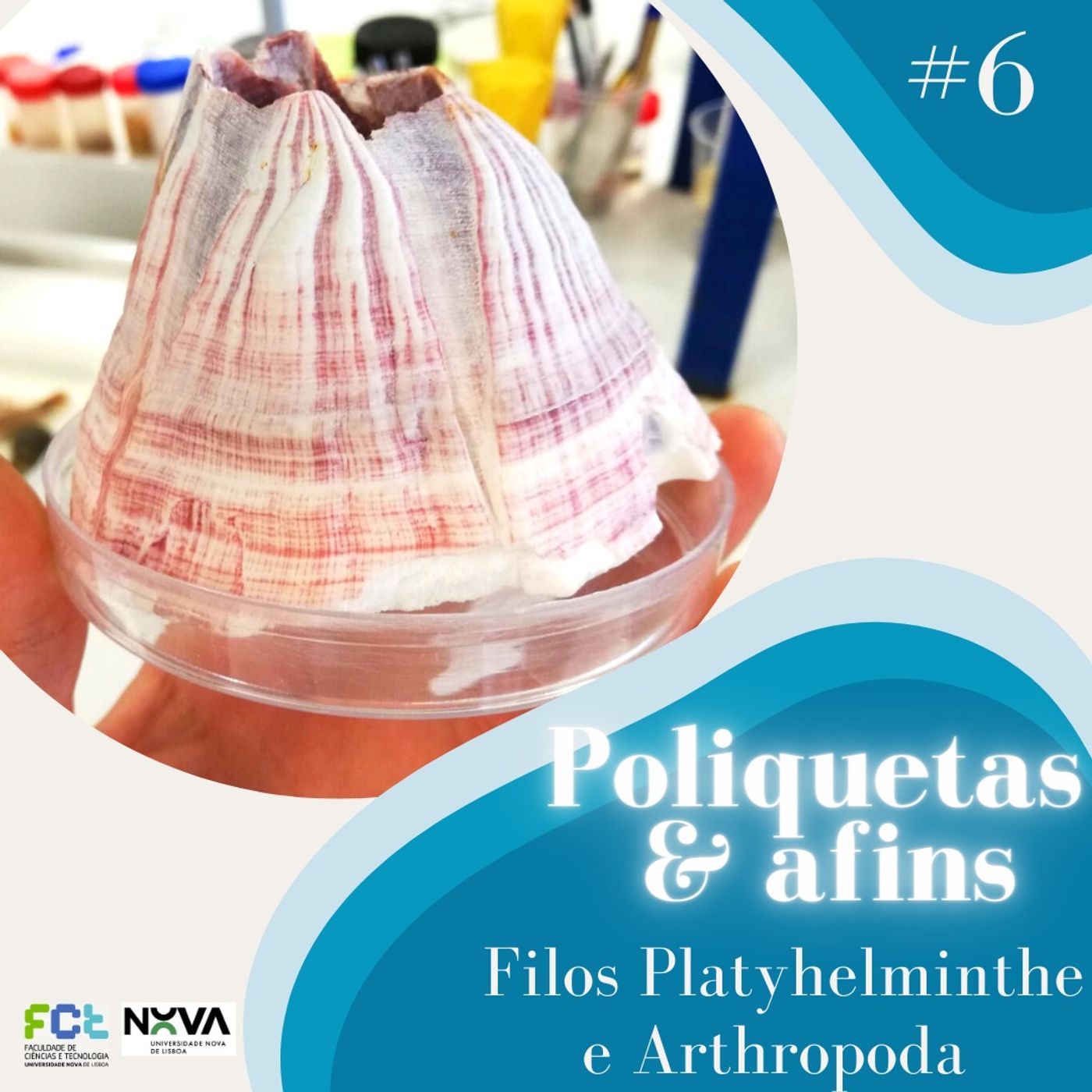 Poliquetas e afins