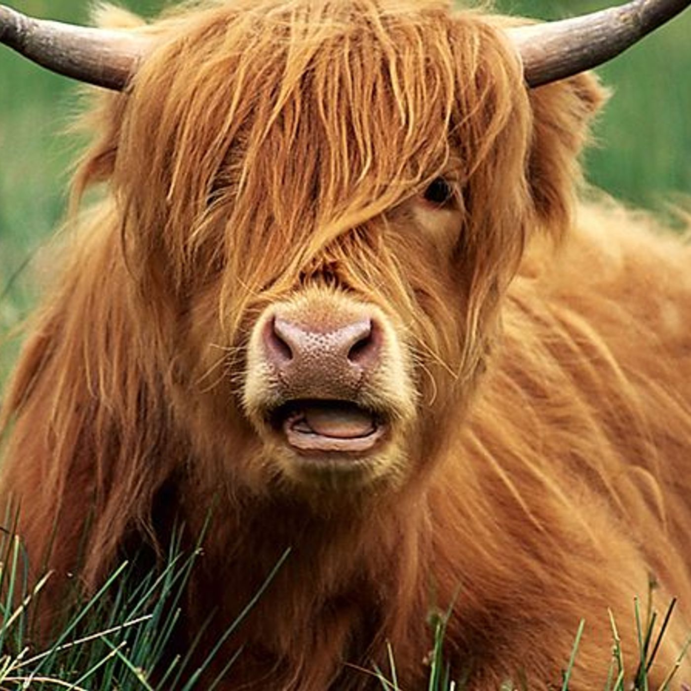 3: Holistic health for the two-legged and the four-legged