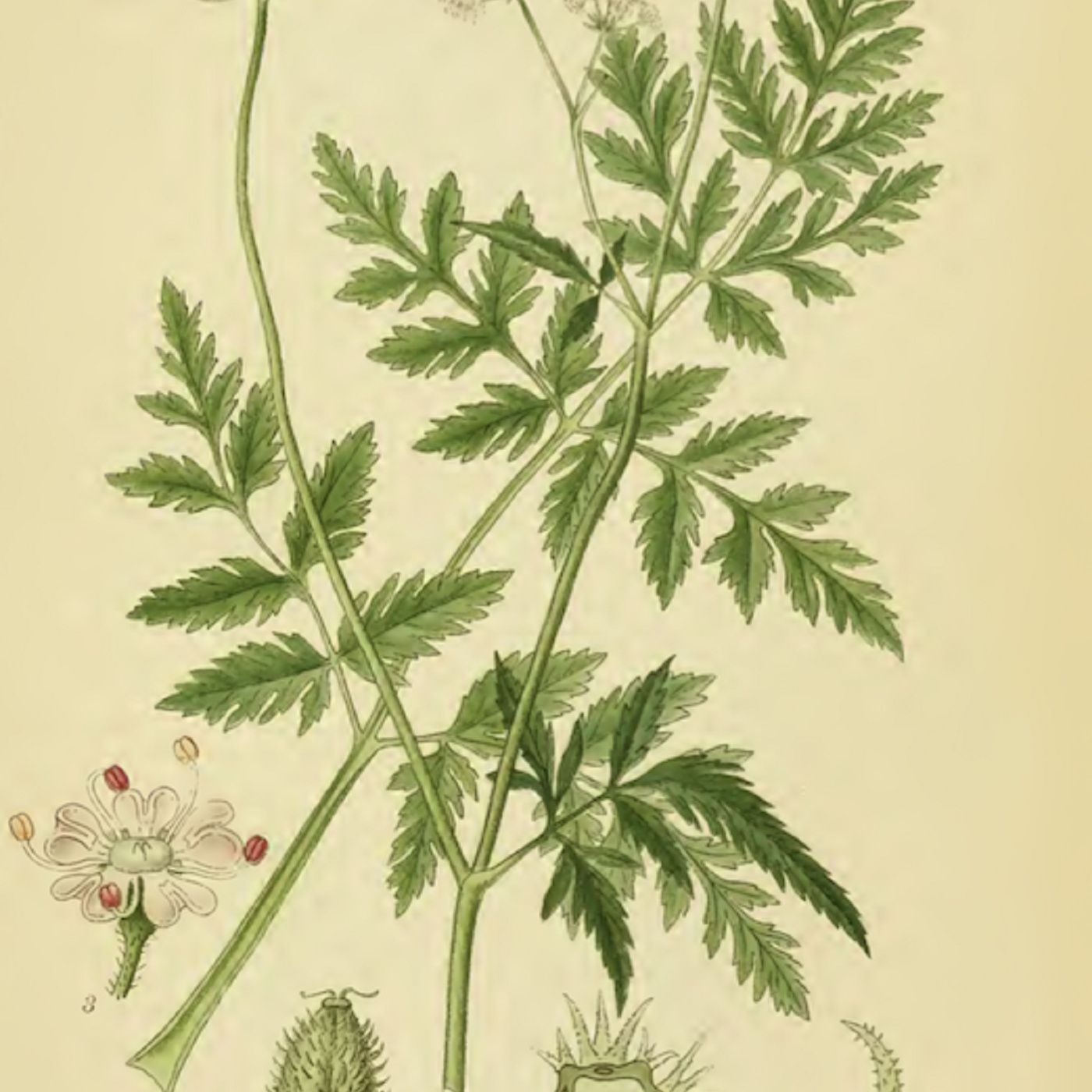 Southern Appalachian Herbs