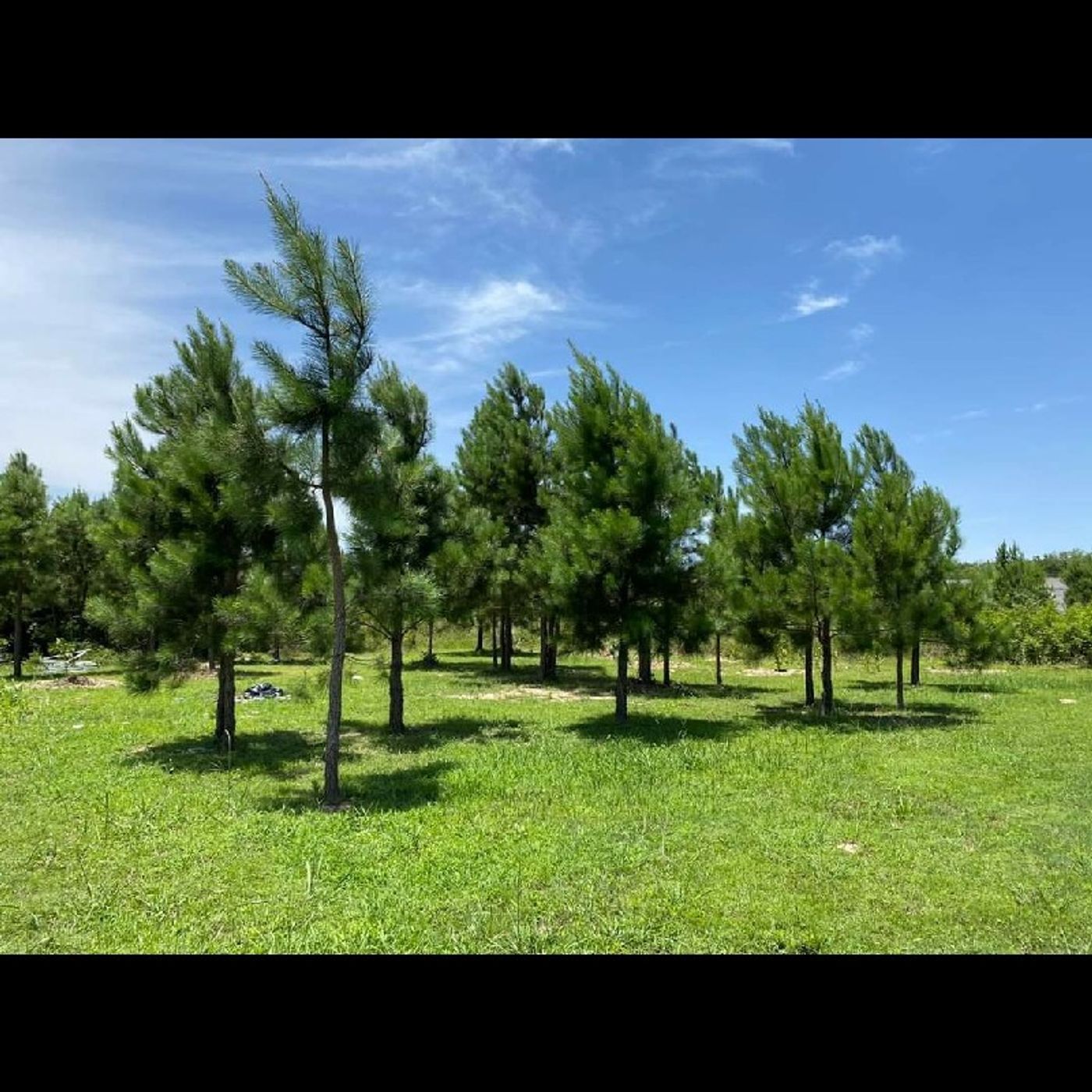 Maná Del Cielo