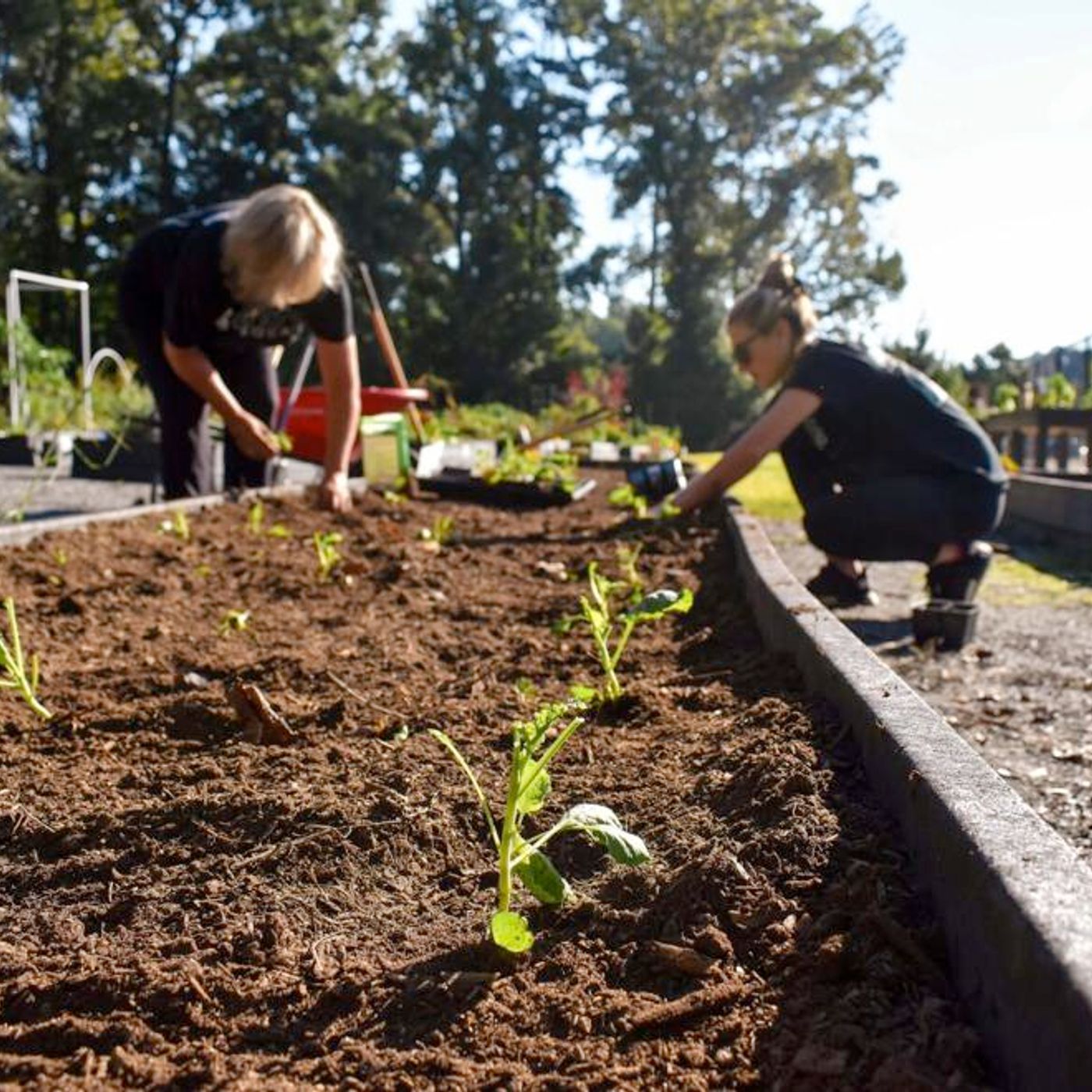It's Time To Plant Your Seeds In The Community Garden