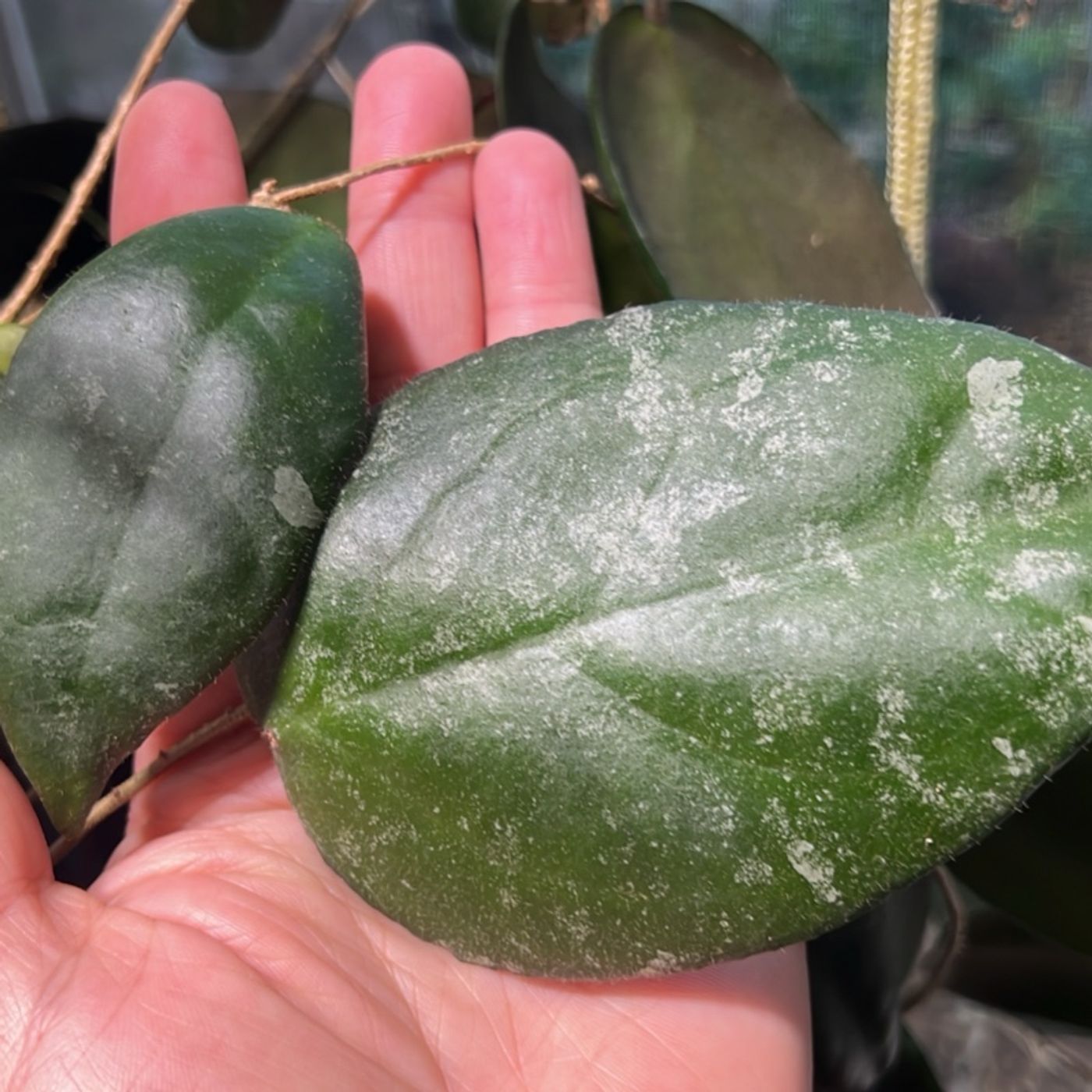 Episode 321 - Q&A! Leaf length, peperomia yellowing, repotting with wicks, and more! episode artwork