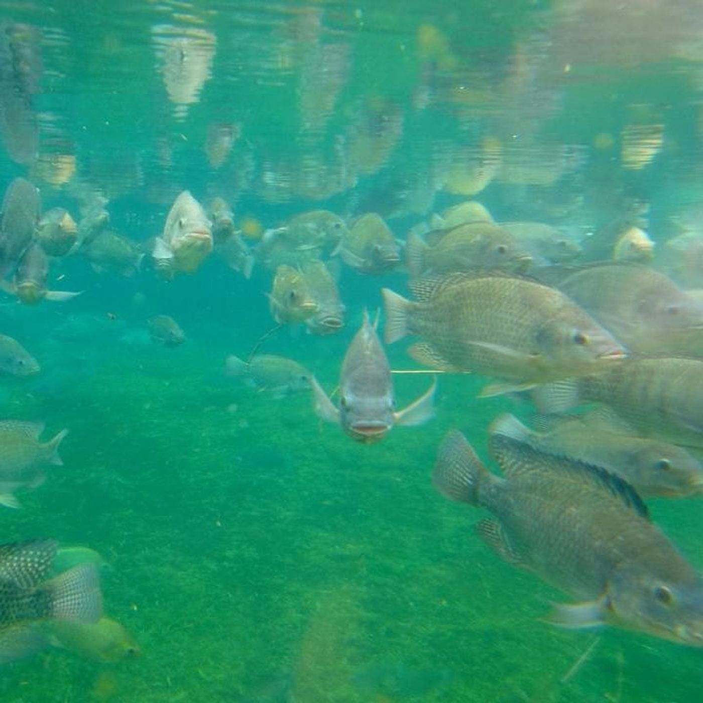 Pesca: novas regras do PesqBrasil e programa de regularização de embarcações | BBcast Agro - 13/01/2026 episode artwork
