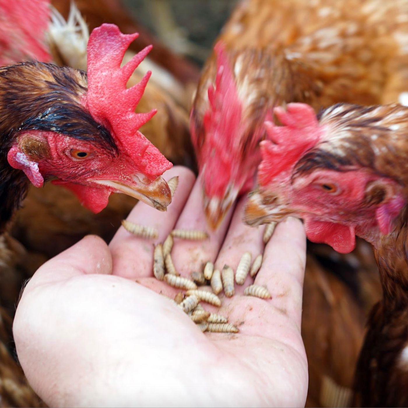 New Food Finance Podcast