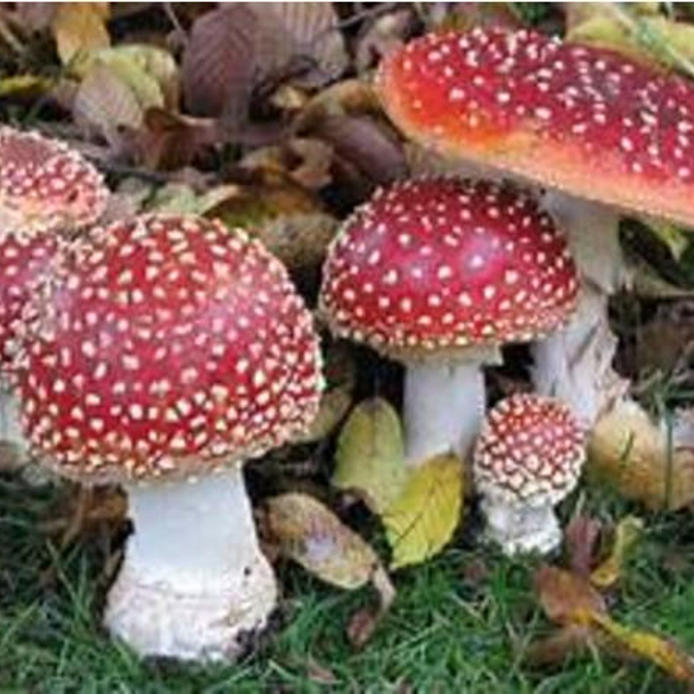 Divine Elohim & One City Maik:Mushroom 101: The Mis-education of sacred Mushroom episode artwork