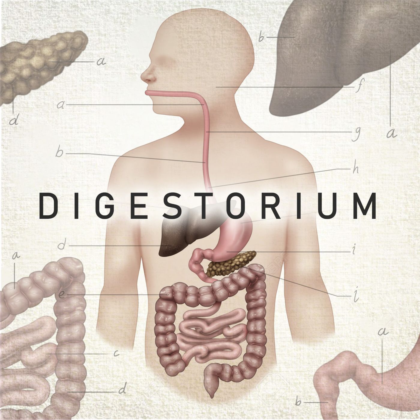 Digestorium