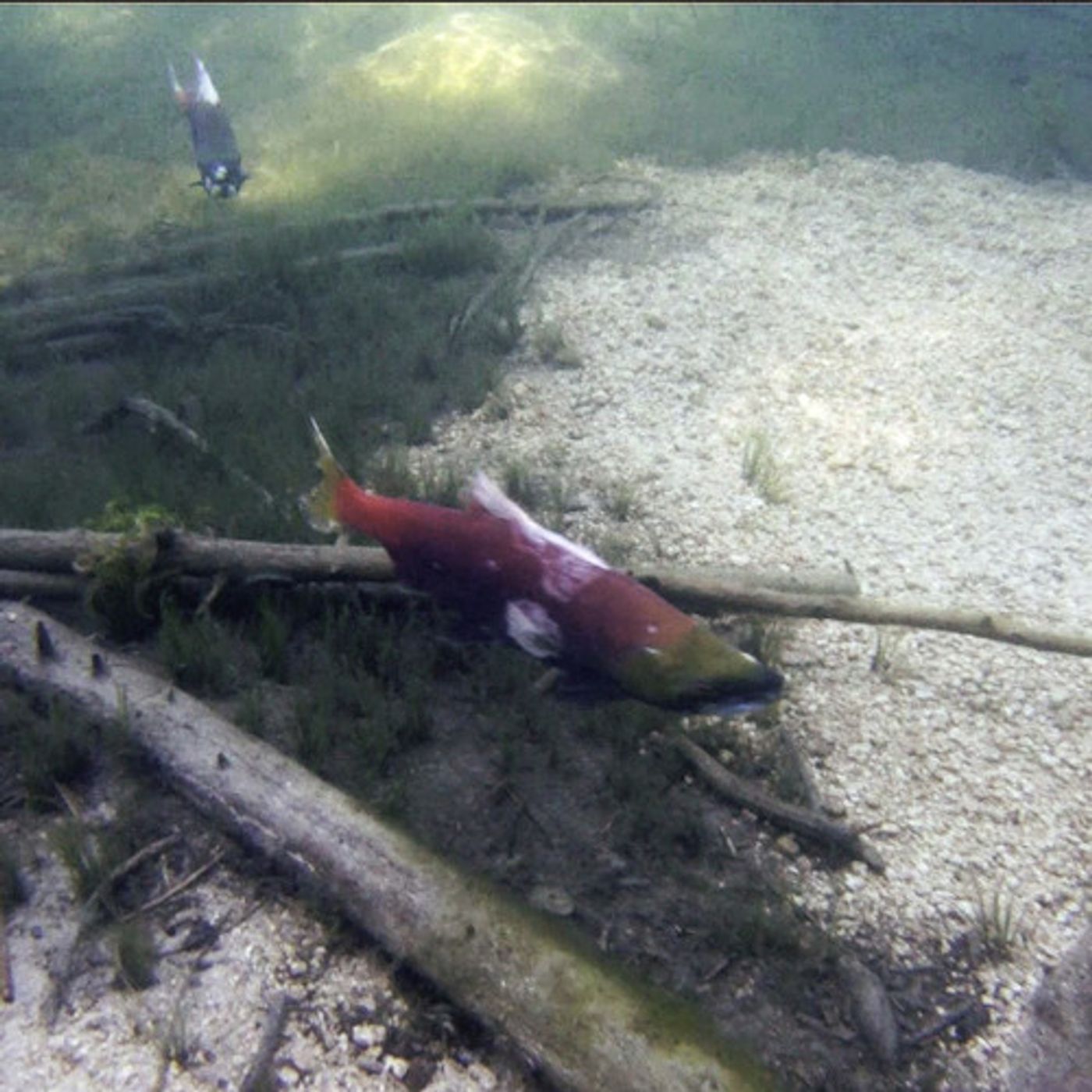 First Idaho Sockeye Of 2012 Arrives at Sawtooth Trap episode artwork