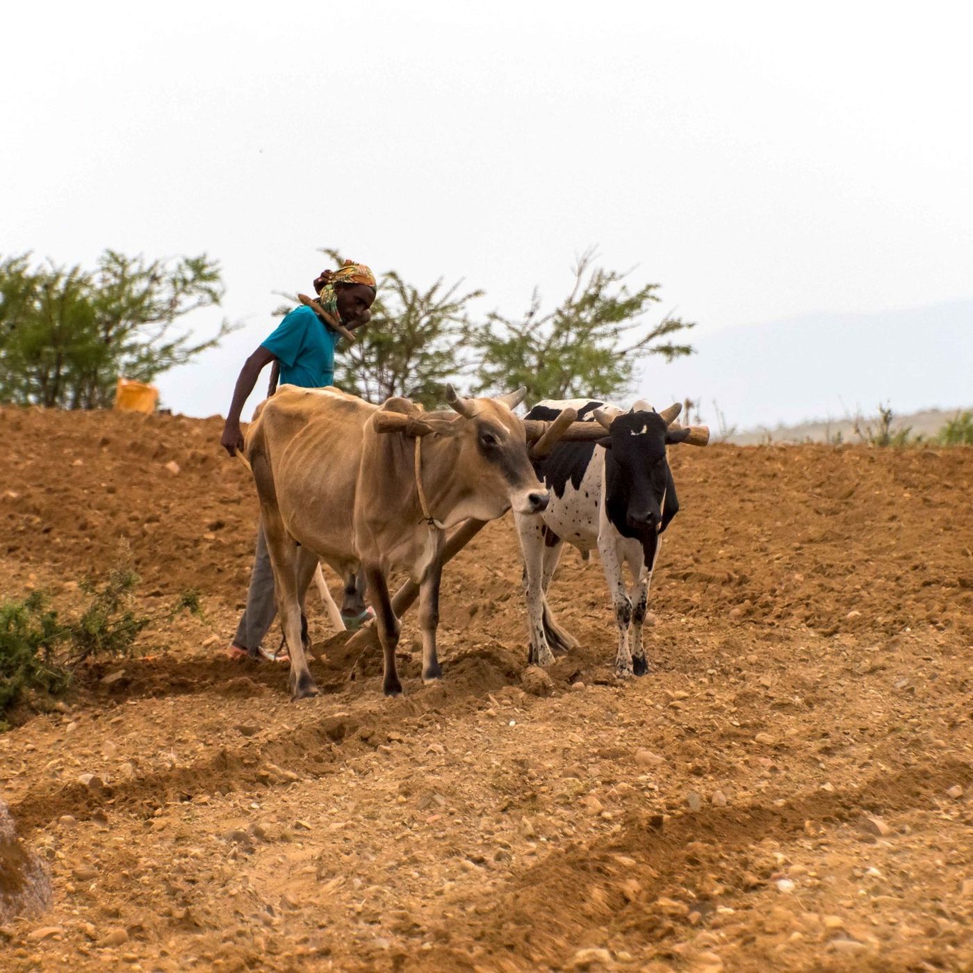 Niger : des pratiques traditionnelles pour préserver l’agriculture (magazine) episode artwork