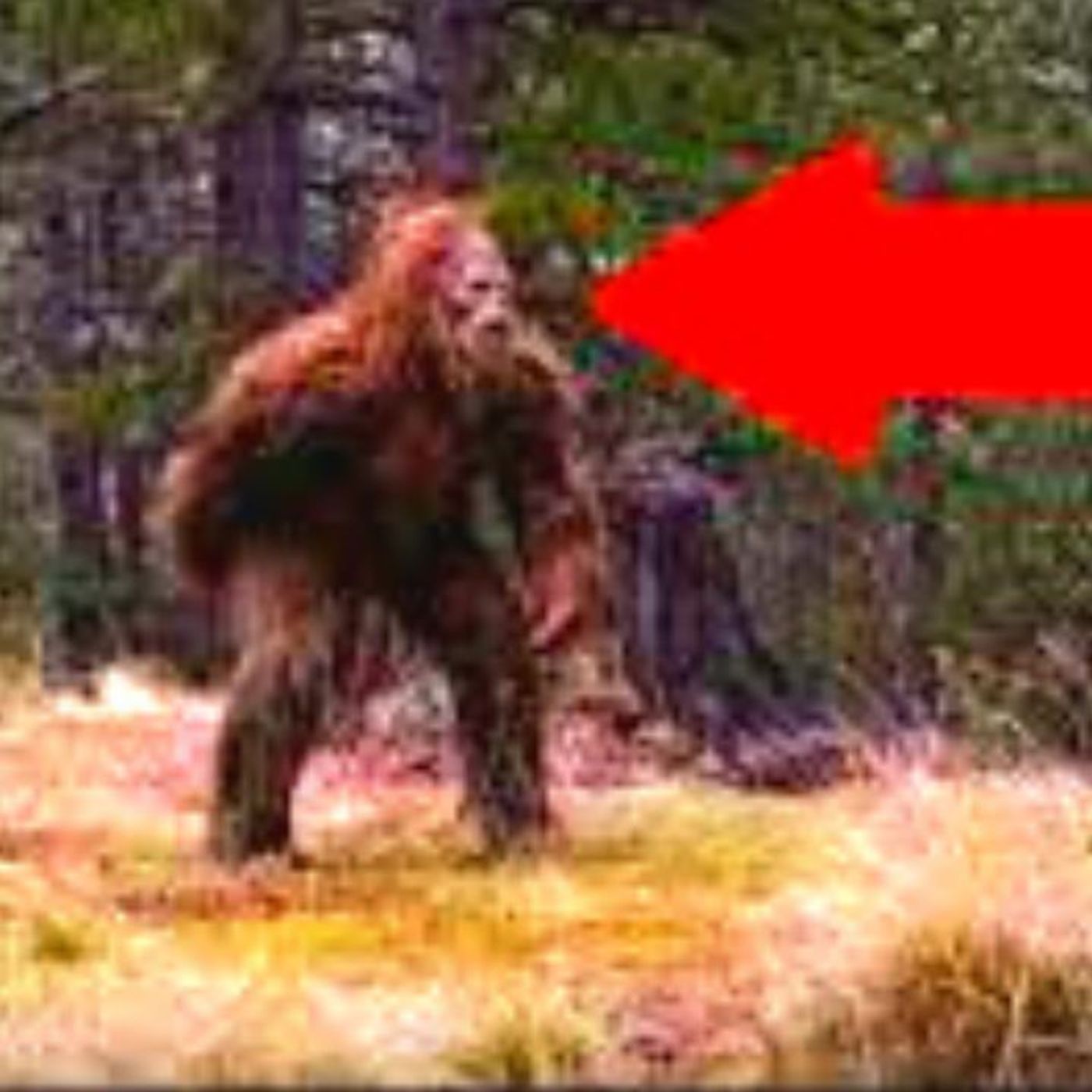 Homeless Couple Calls 911 on Bigfoot ACTUAL AUDIO of 911 Call