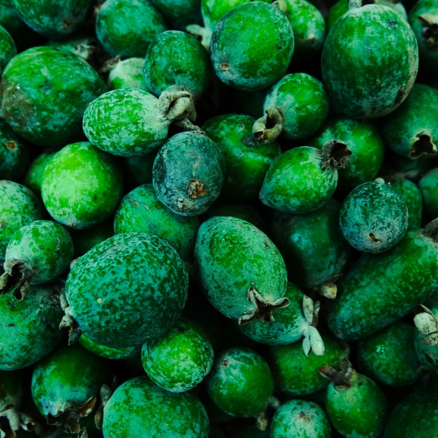 Colombian Feijoa SAS
