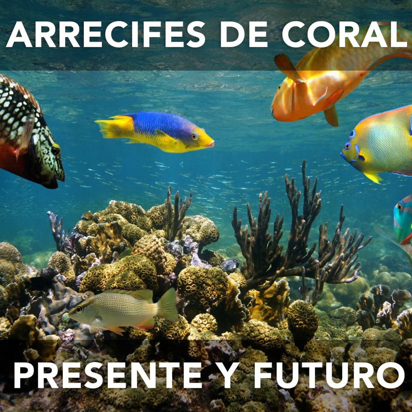 Presente y futuro de los arrecifes de coral | Desafíos RCN-Javeriana episode artwork