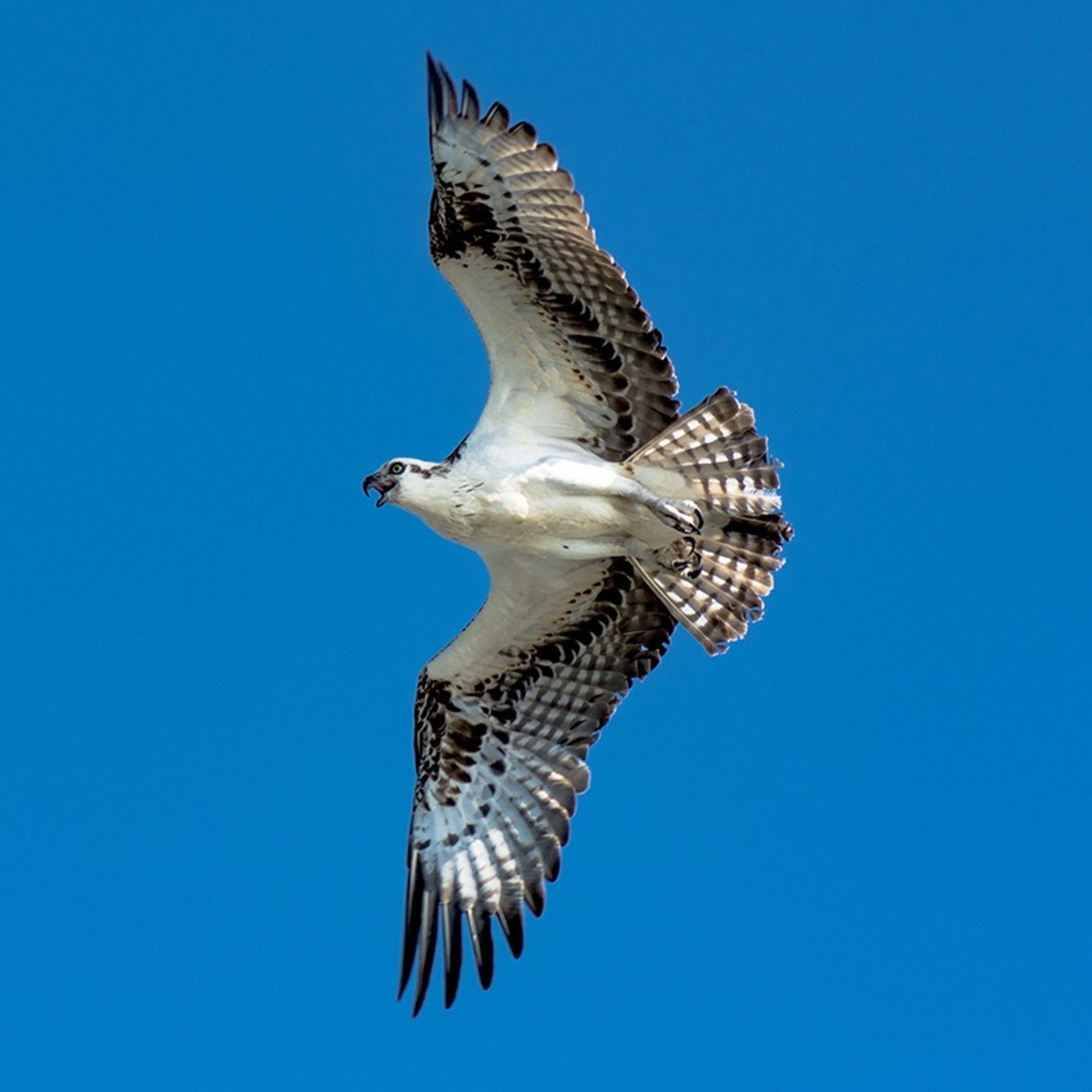 Mauro Barbacci PODCAST