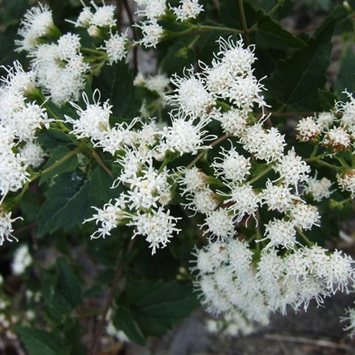 Hey Hey What's Blooming: White Mist Flower