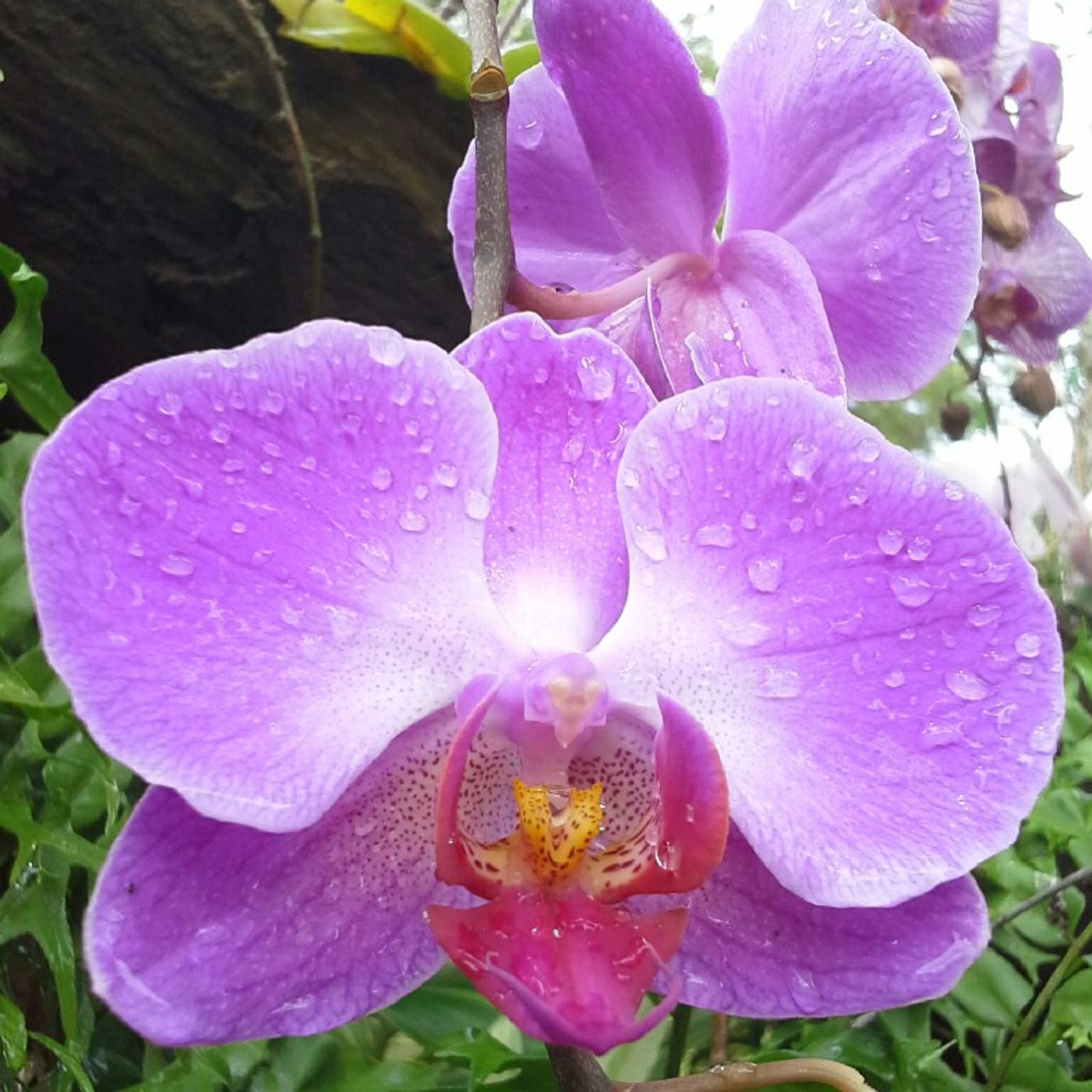 7STEREO PERUCHO 2020 DJ PERUCHO Y JOSE A