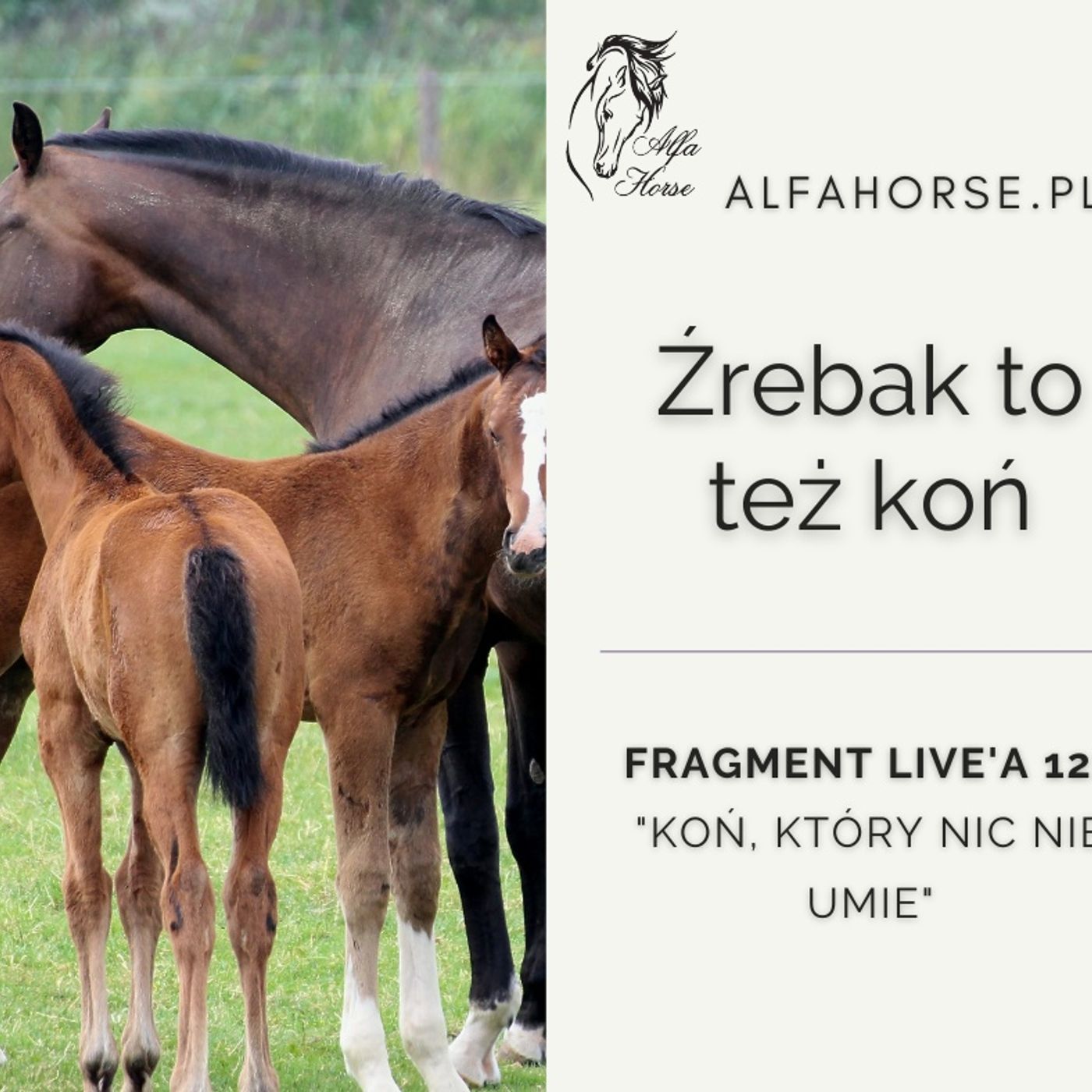 Źrebak to też koń - fragment live 122 episode artwork