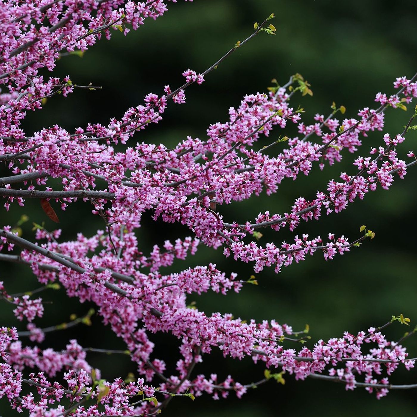 What’s Happening in Batavia? Scam alert, tree programs, what to do if sewer backs up episode artwork