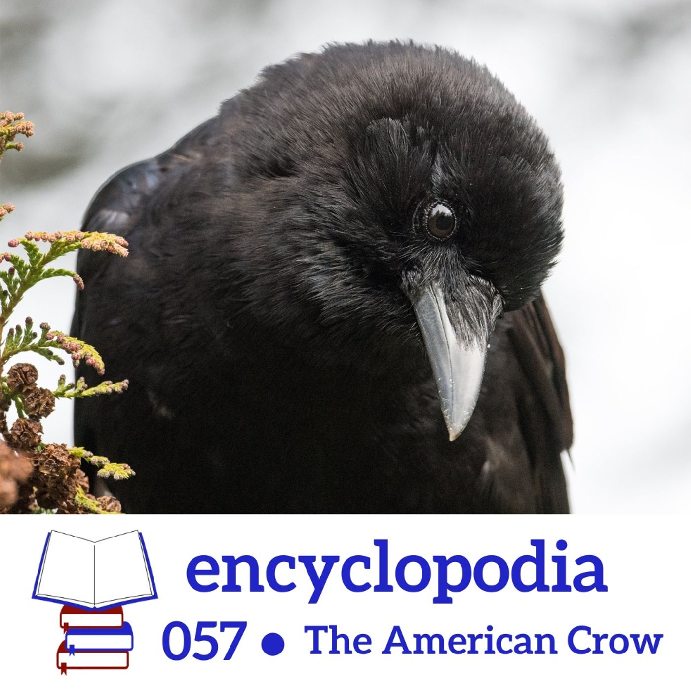 Encyclopodia