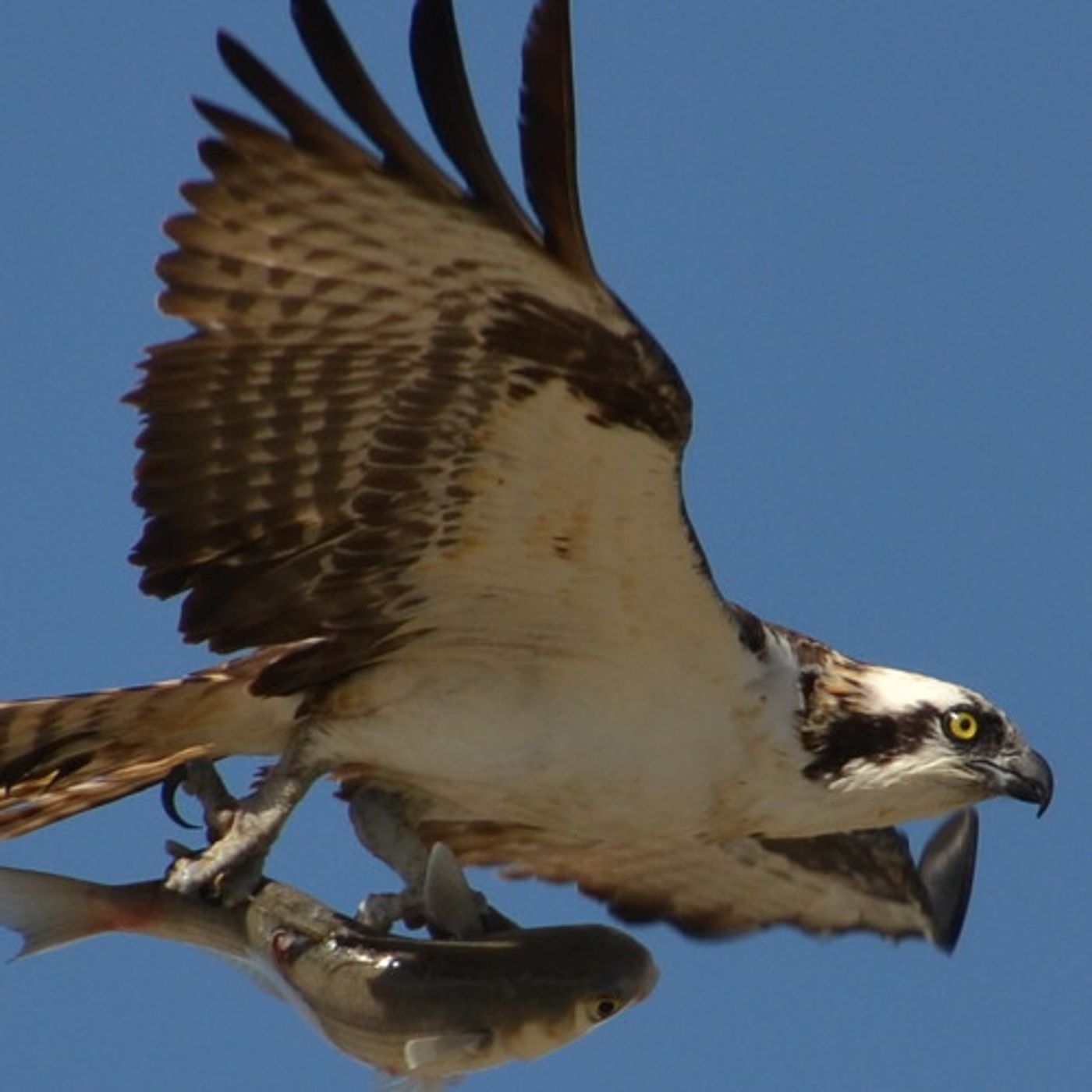 Federal Government Finds Harmful Contaminants In Columbia River Fish episode artwork