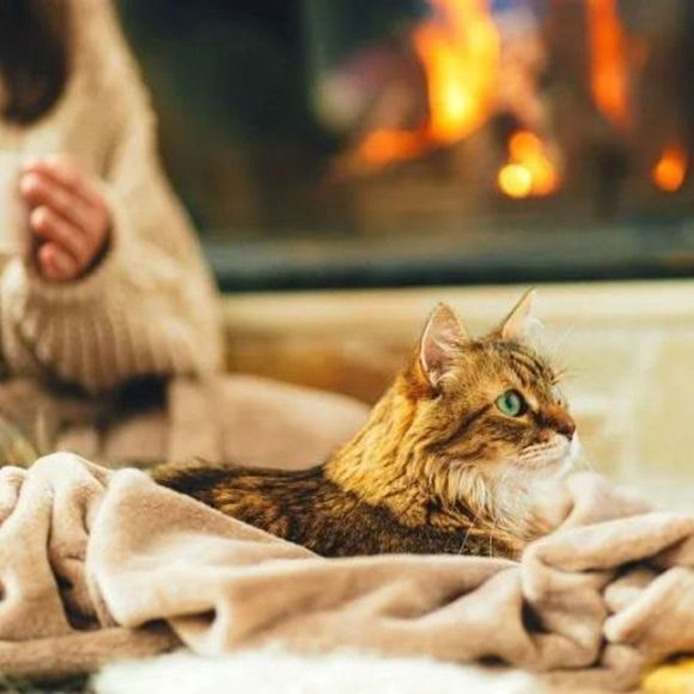 How to Remove and Get Rid of Pet Dander from Air in Your House: Filterbuy.com's Expert Guide to Effective Air Filtration and Allergen Contro episode artwork