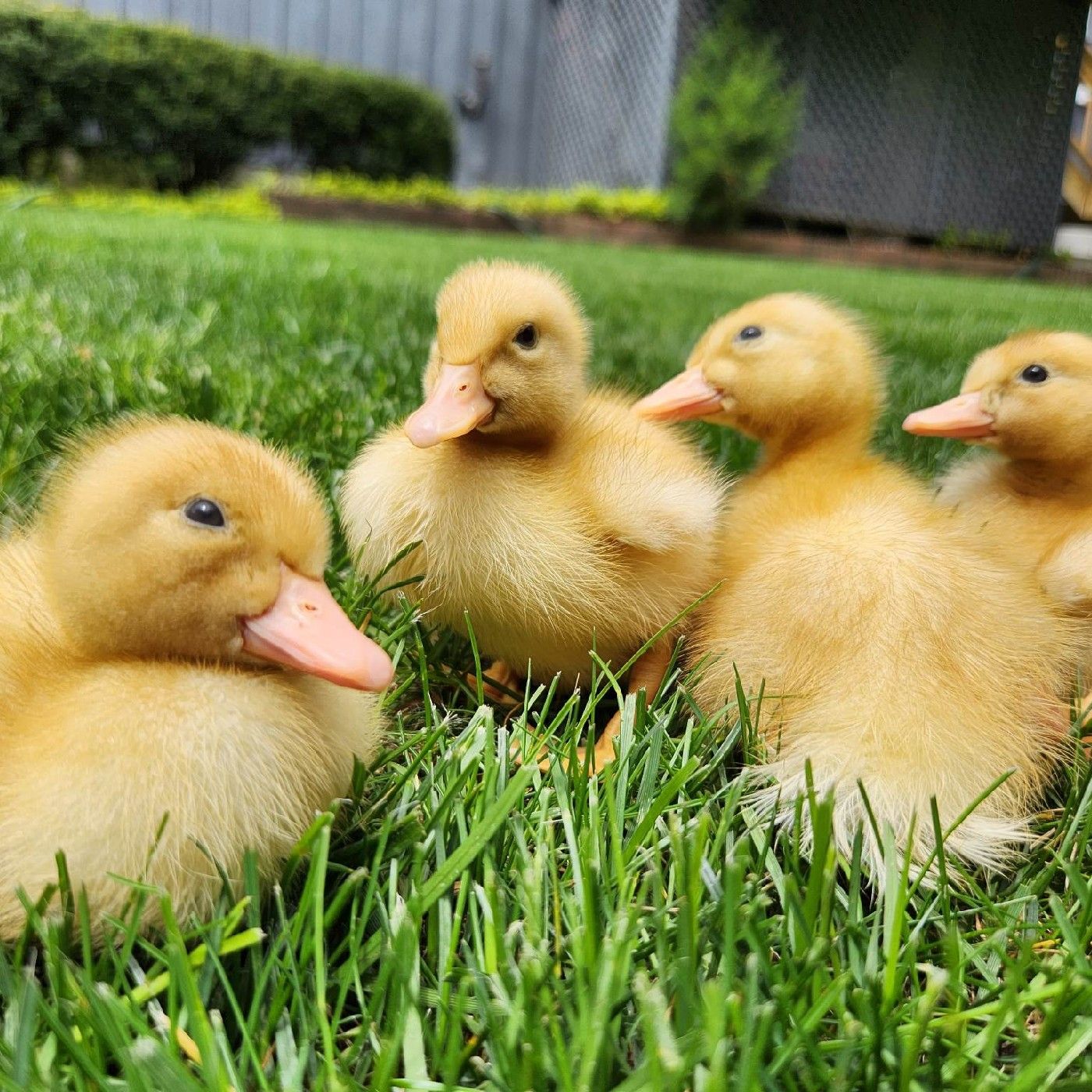 Lil Notta Wess's podcast