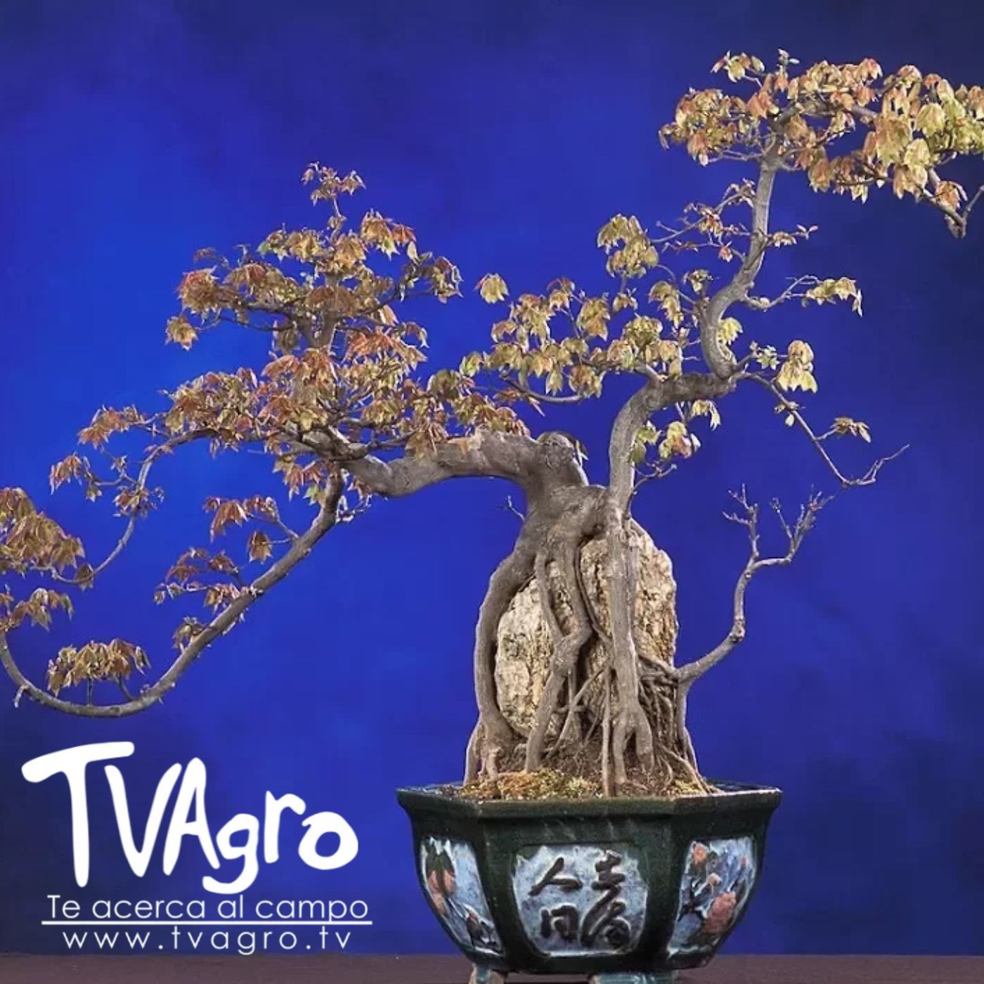 TV AGRO