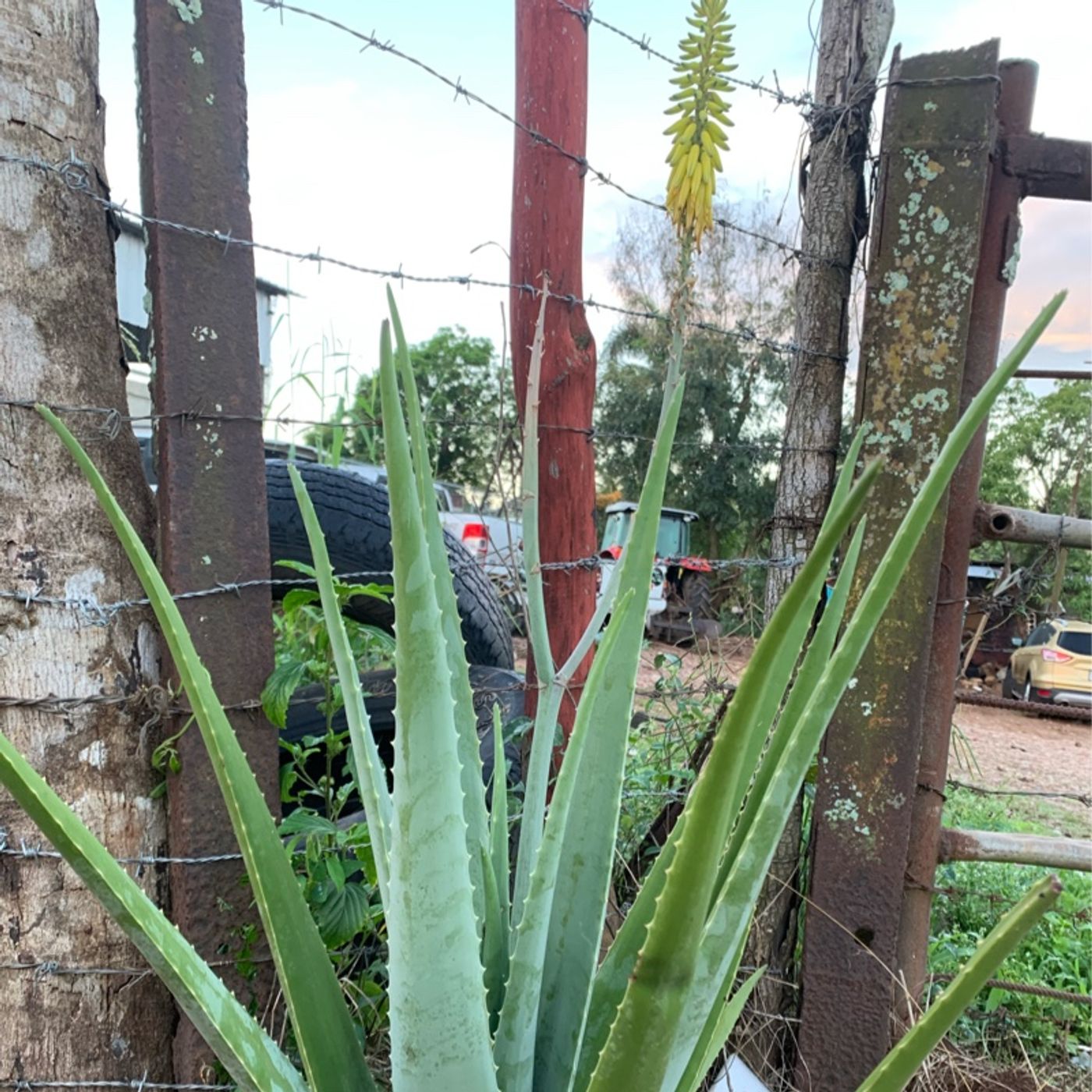 El podcast de Luismiguel Rosa manzanillo