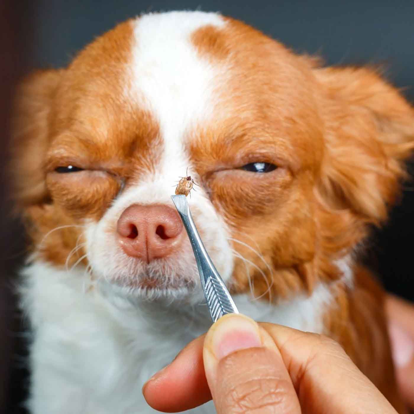 The Animal Radio® Show