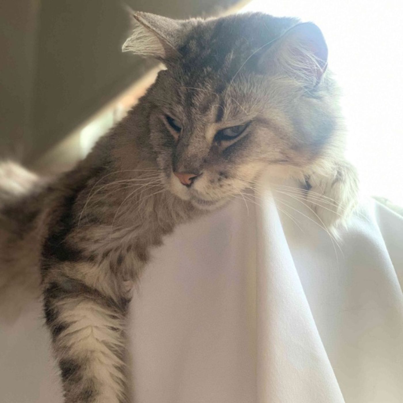 Romeo, el primer gato con marcapasos en Colombia