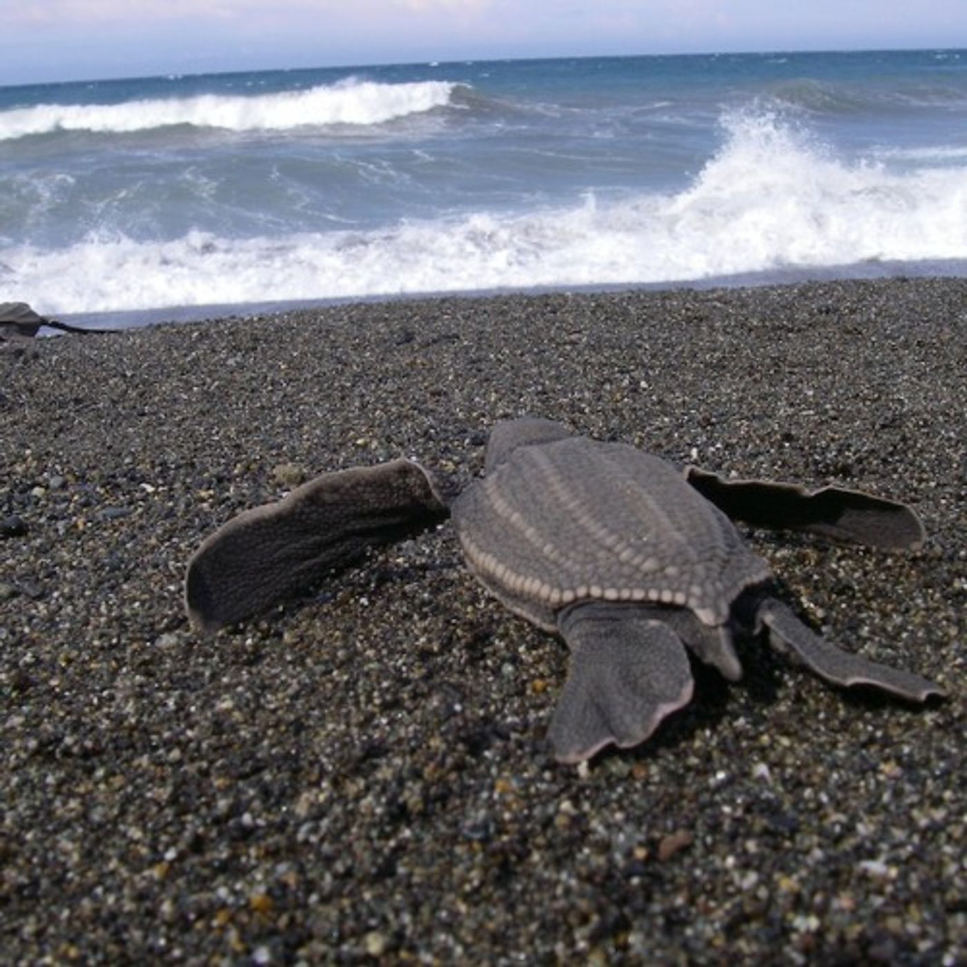Protections Added for Endangered Sea Turtle's Northwest  Habitat episode artwork