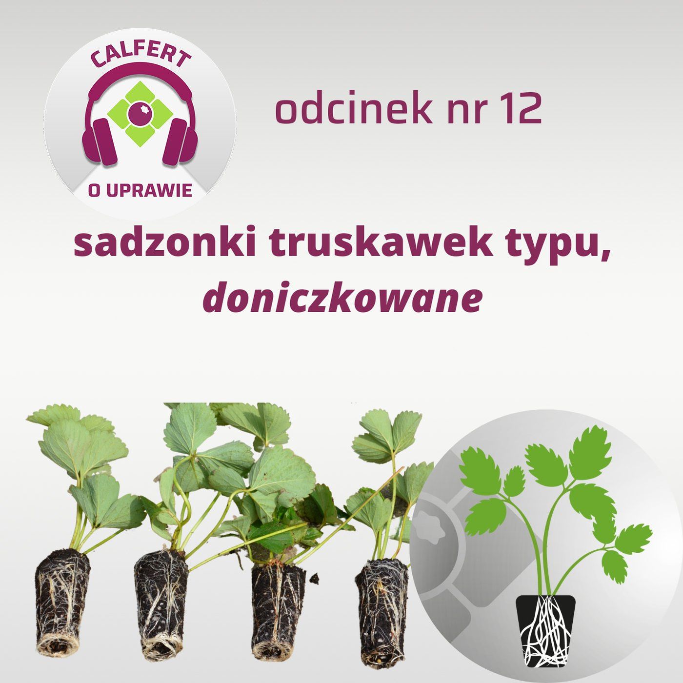 12. O sadzonkach truskawek typu doniczkowanego