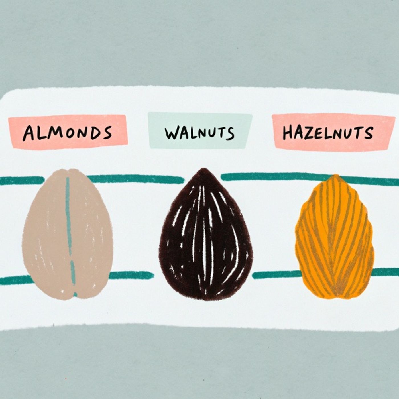 Almonds, Walnuts, Hazelnuts: The Ultimate Nutritional Showdown