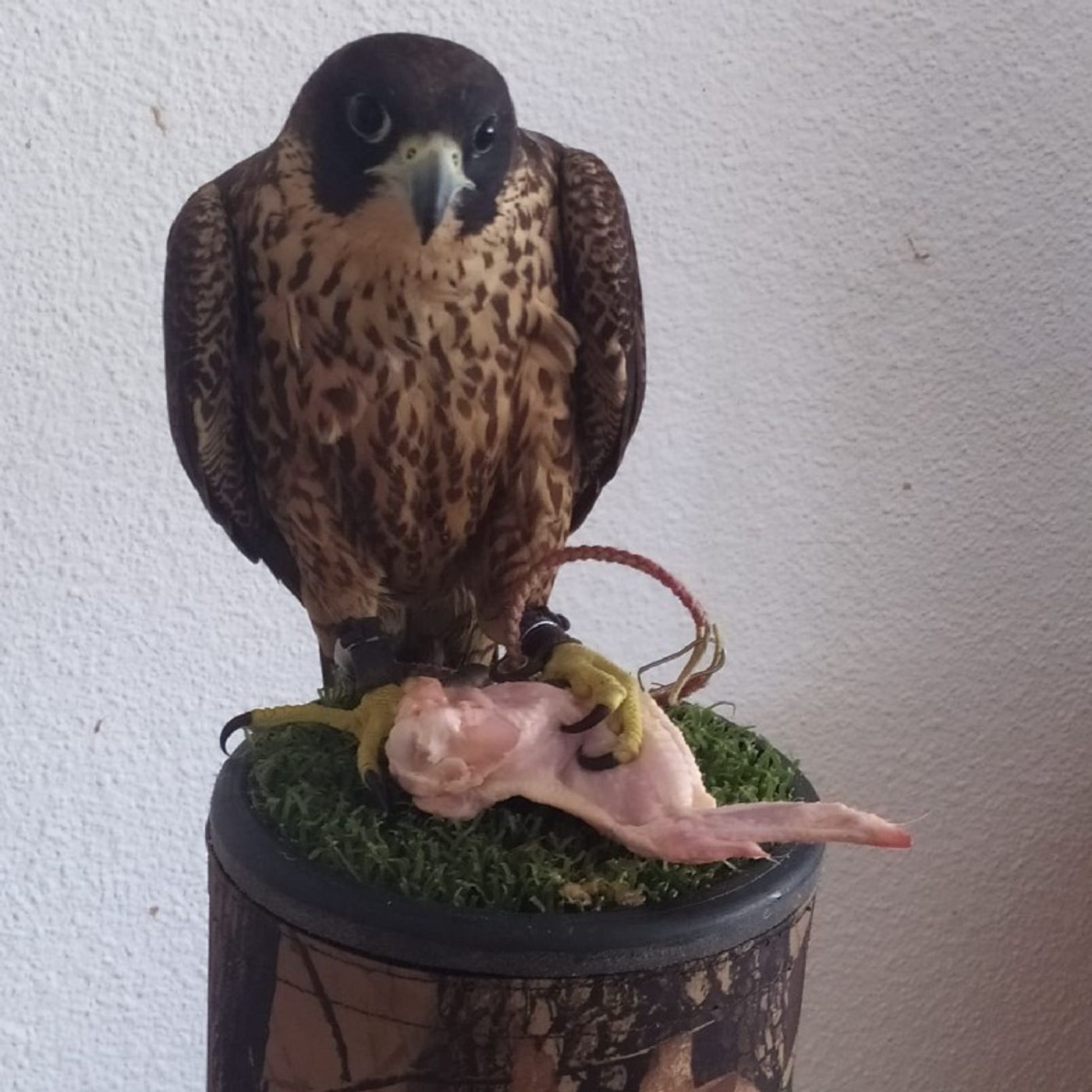 La Voz De Cualquiera.