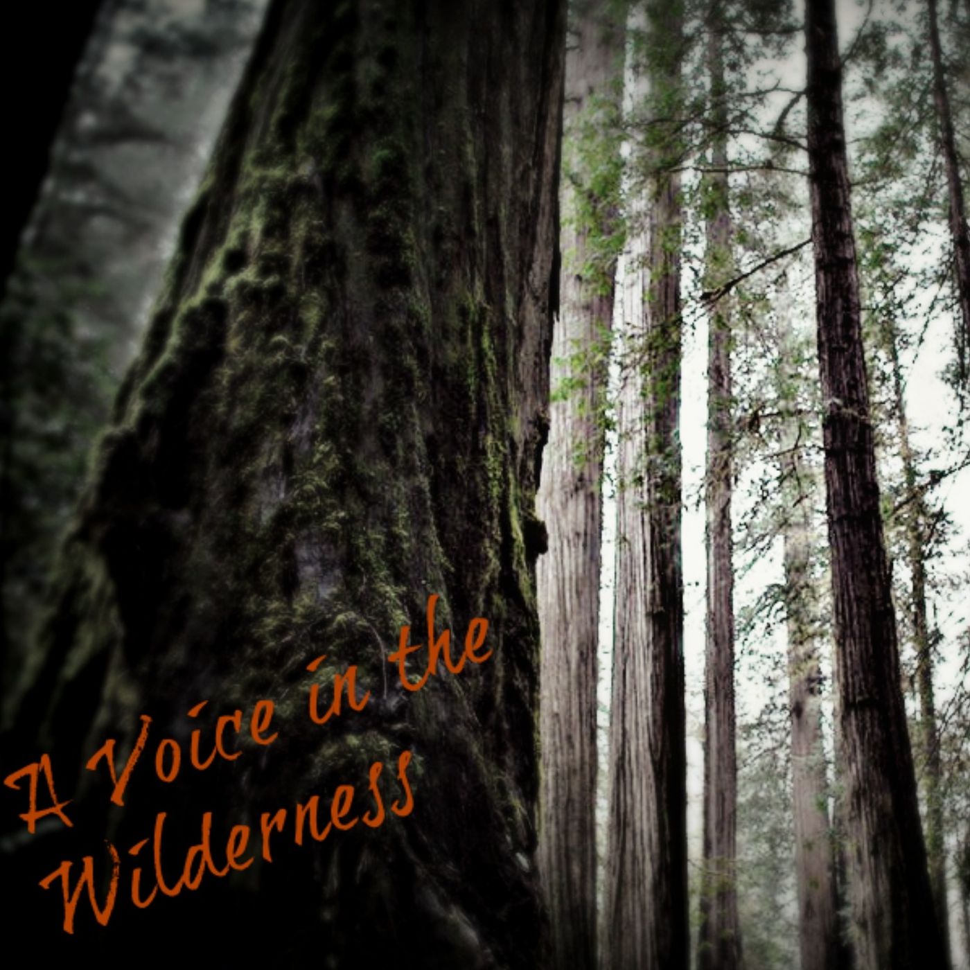 A Voice in the Wilderness