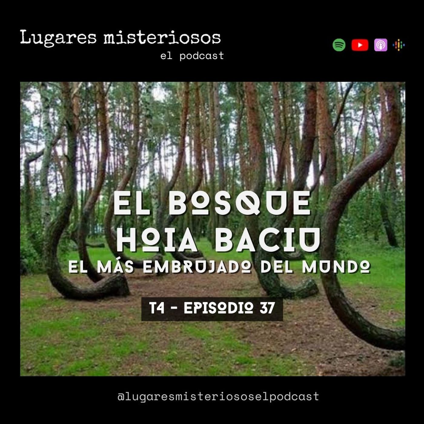 El bosque Hoia Baciu: ¿El más embrujado del mundo? - T4E37