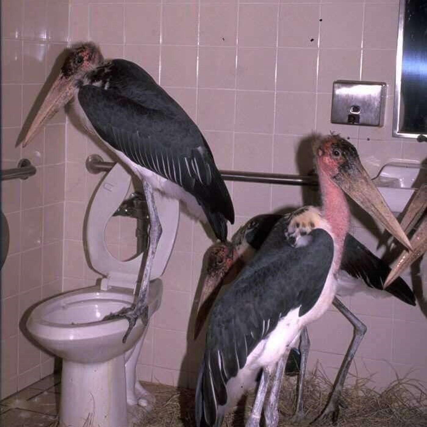 süß PD