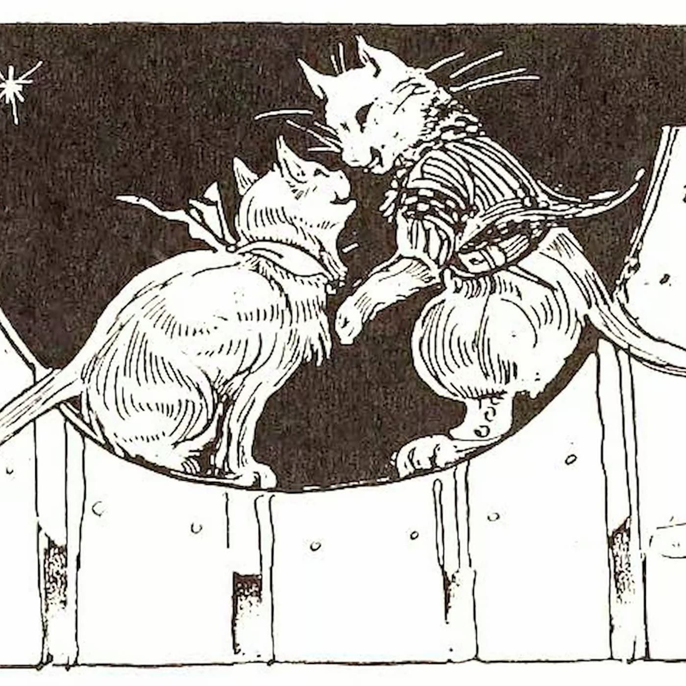 Catville Gossip | Bedtime Stories episode artwork