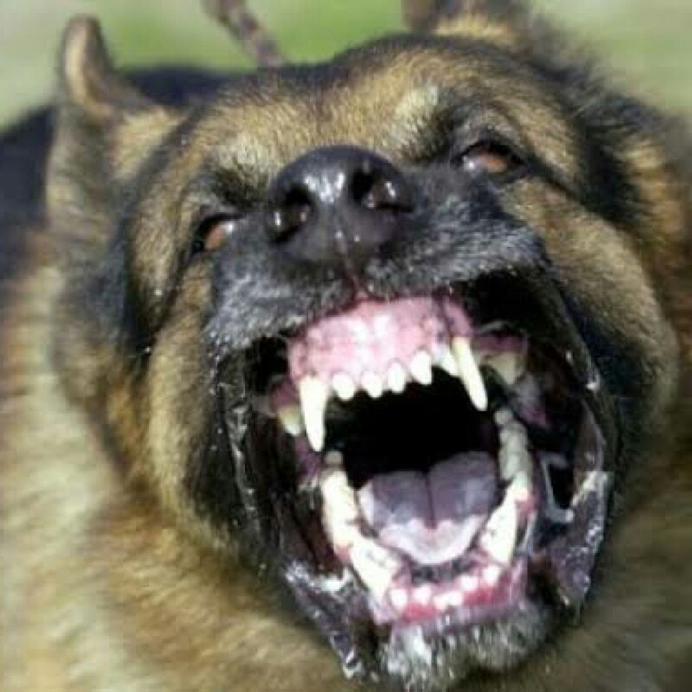 LOS PERROS NOCTURNOS.