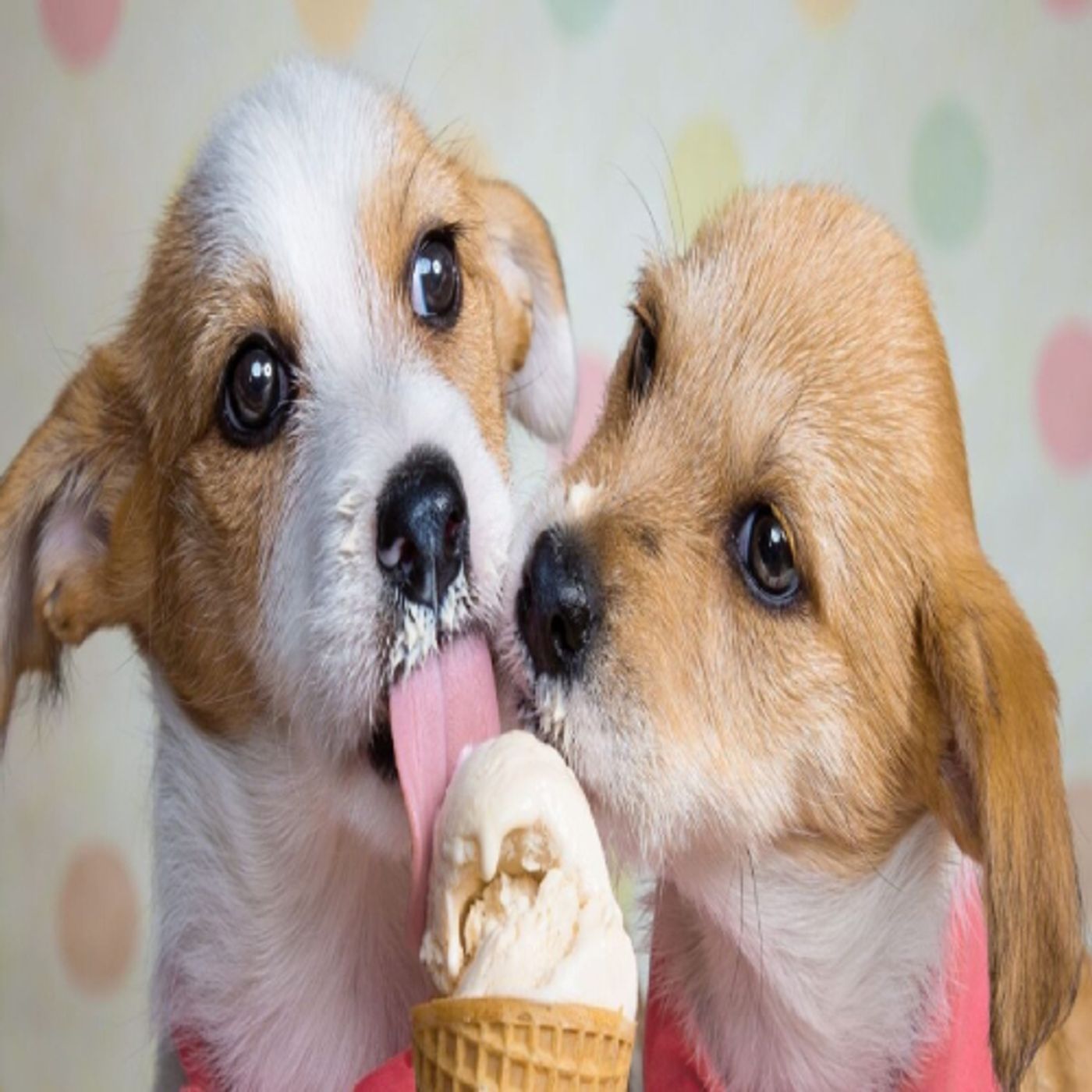 Un gelato bestiale per il tuo animale episode artwork