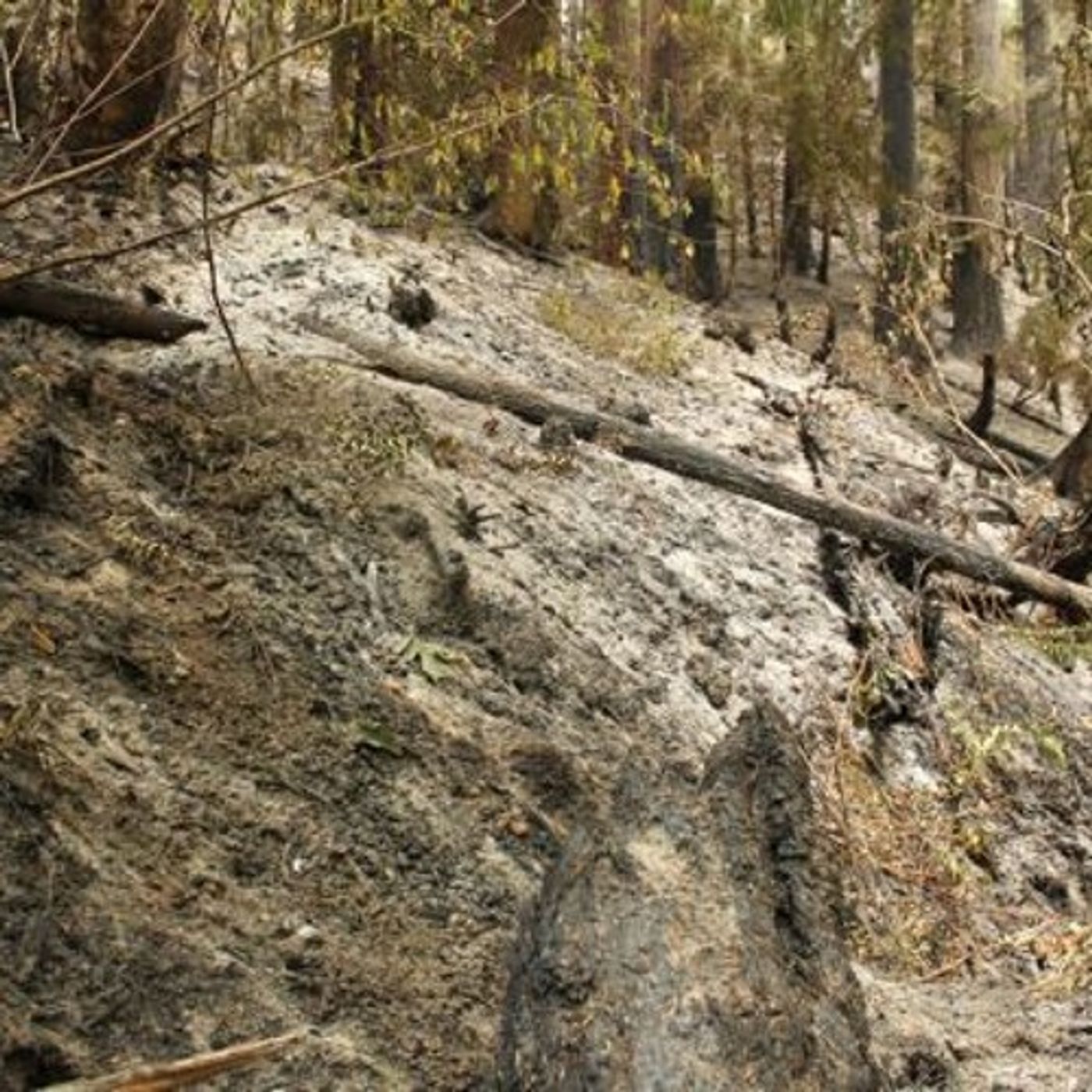 Western WA Fire Out But  Fears Linger For Spawning Salmon episode artwork
